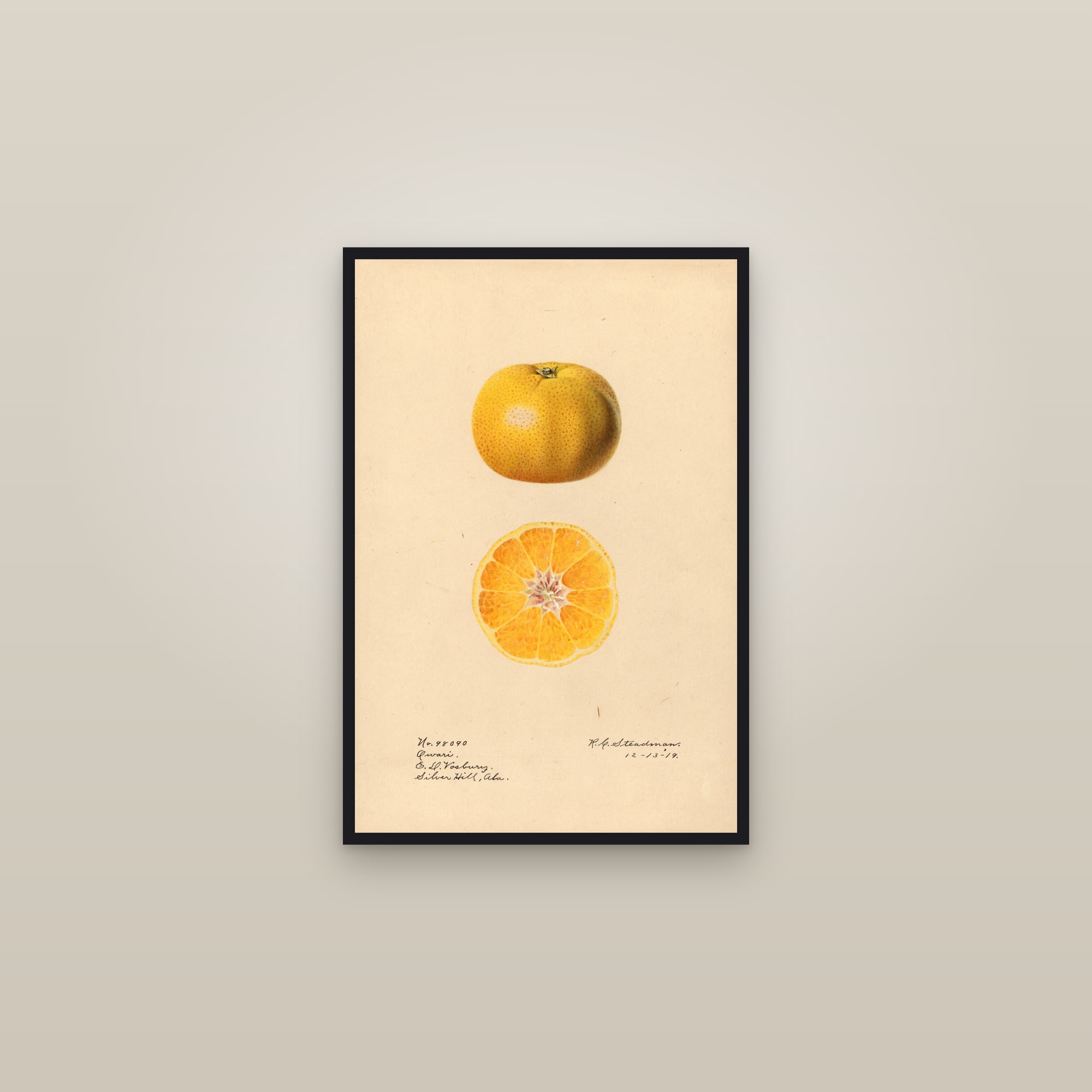 Owari Orange — framed in a gallery setting
