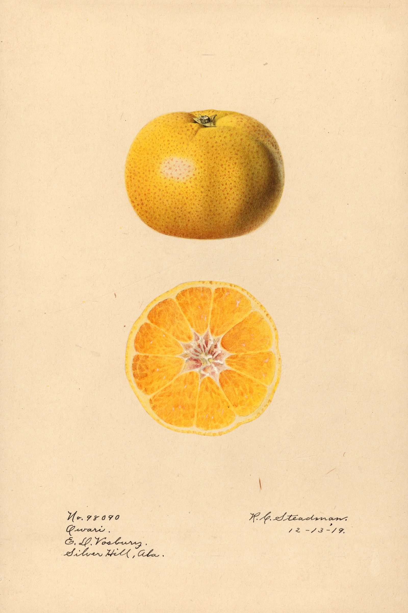 Owari Orange