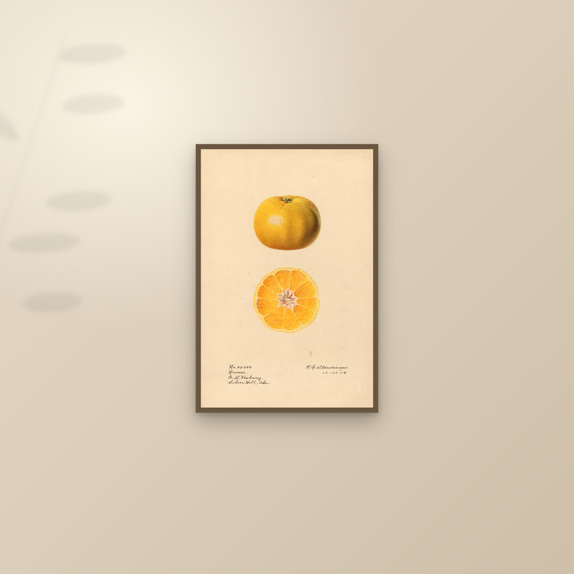 Owari Orange — framed and styled on a sunlit wall