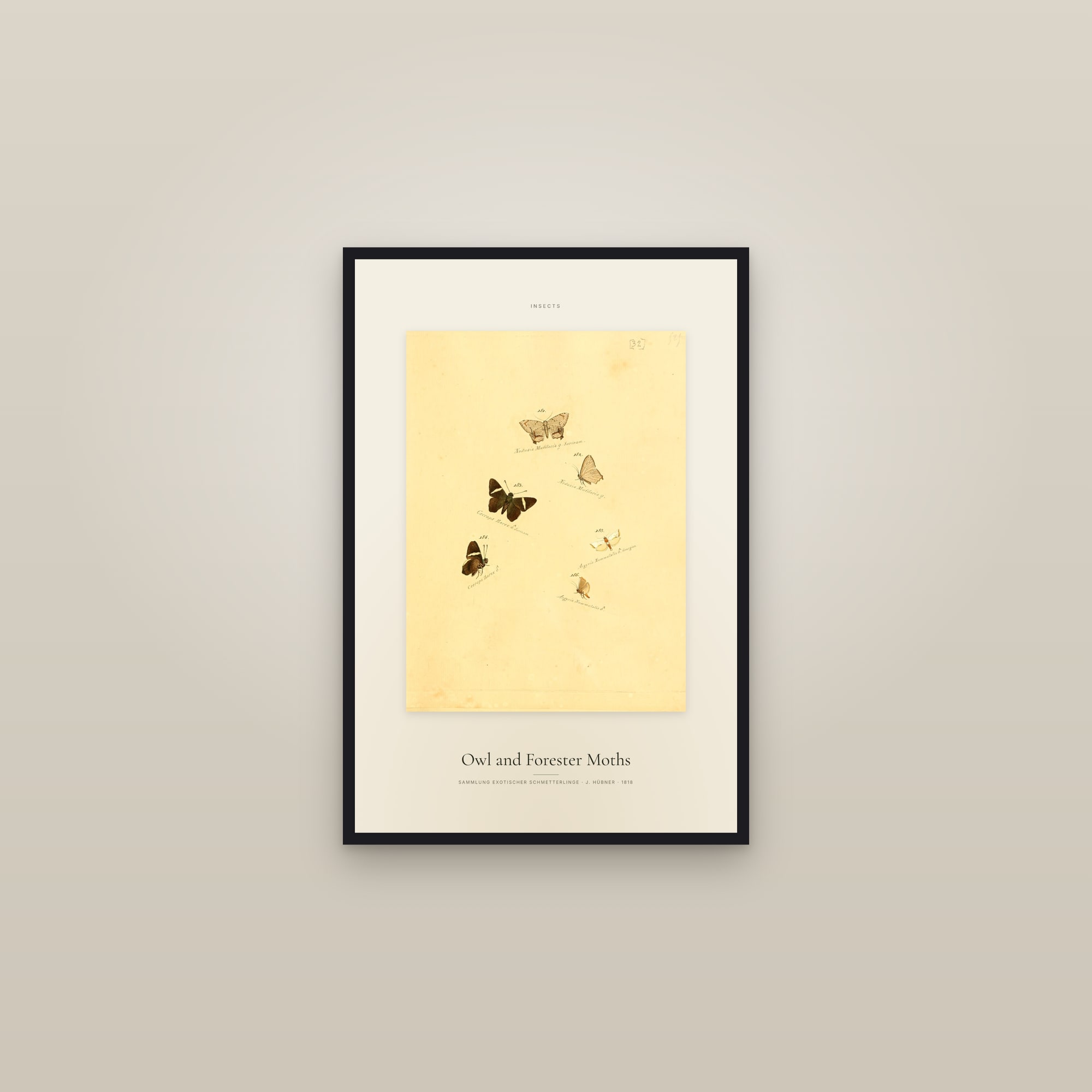 Owl and Forester Moths — Specimen — framed in a gallery setting
