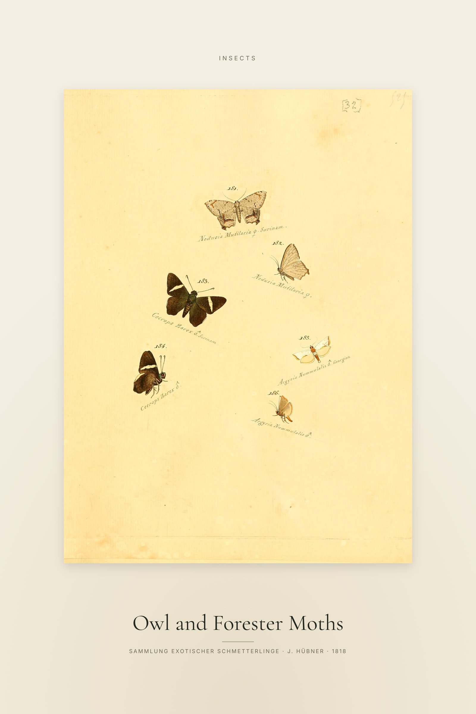Owl and Forester Moths — Specimen