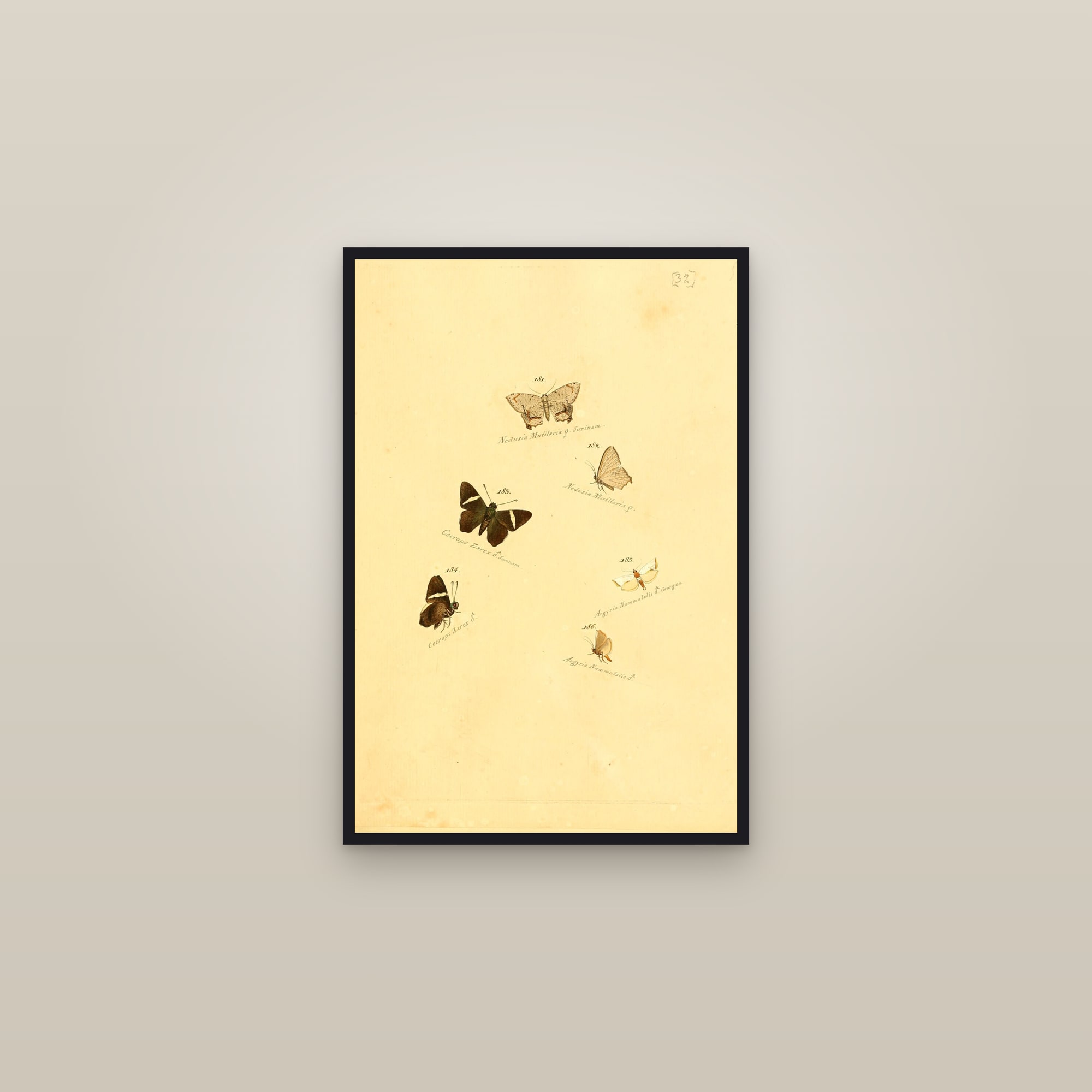 Owl and Forester Moths — framed in a gallery setting