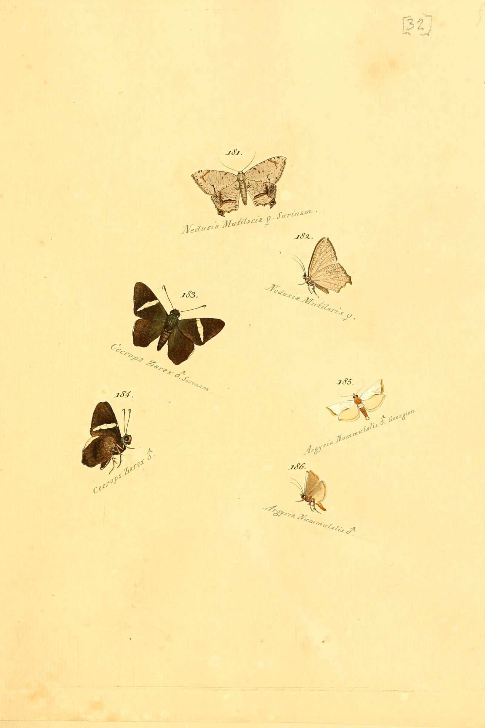Owl and Forester Moths