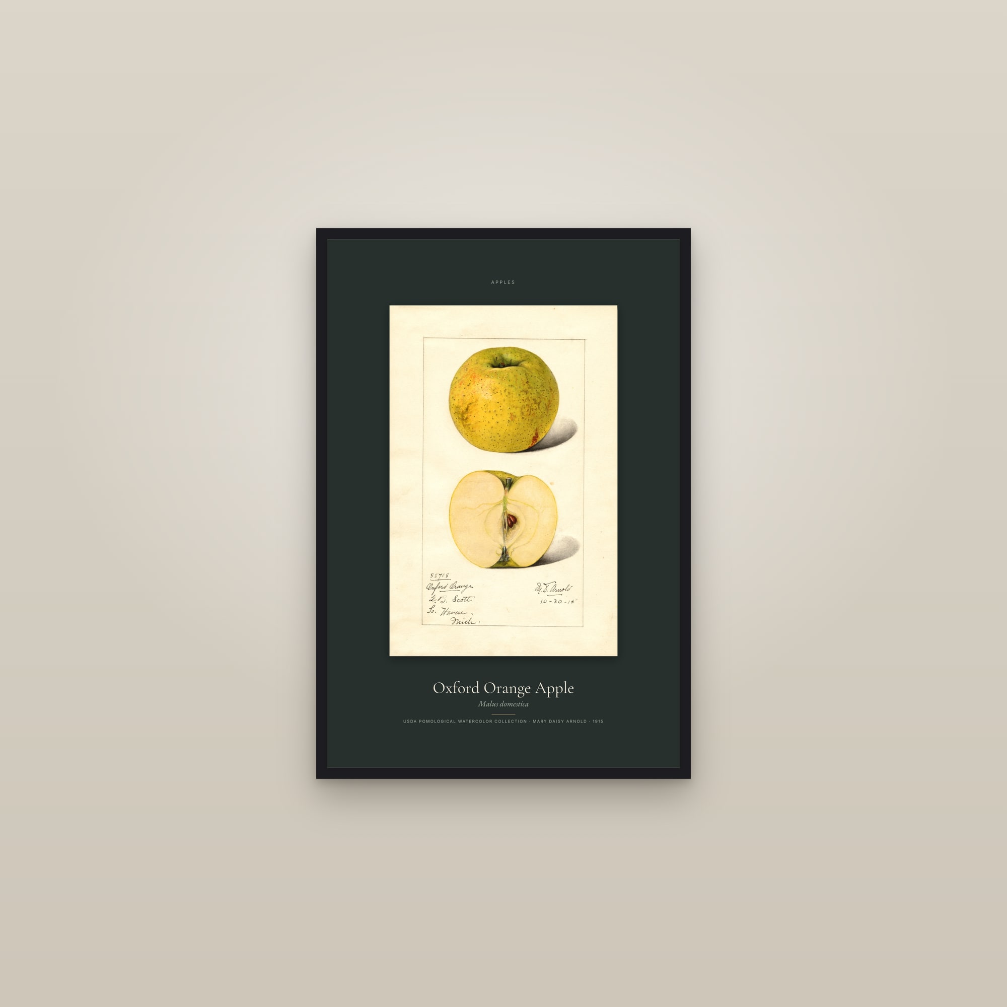 Oxford Orange Apple — Specimen — framed in a gallery setting