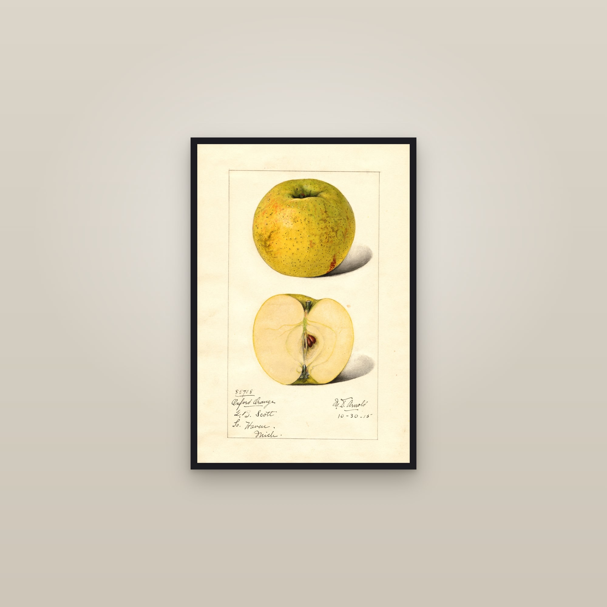 Oxford Orange Apple — framed in a gallery setting