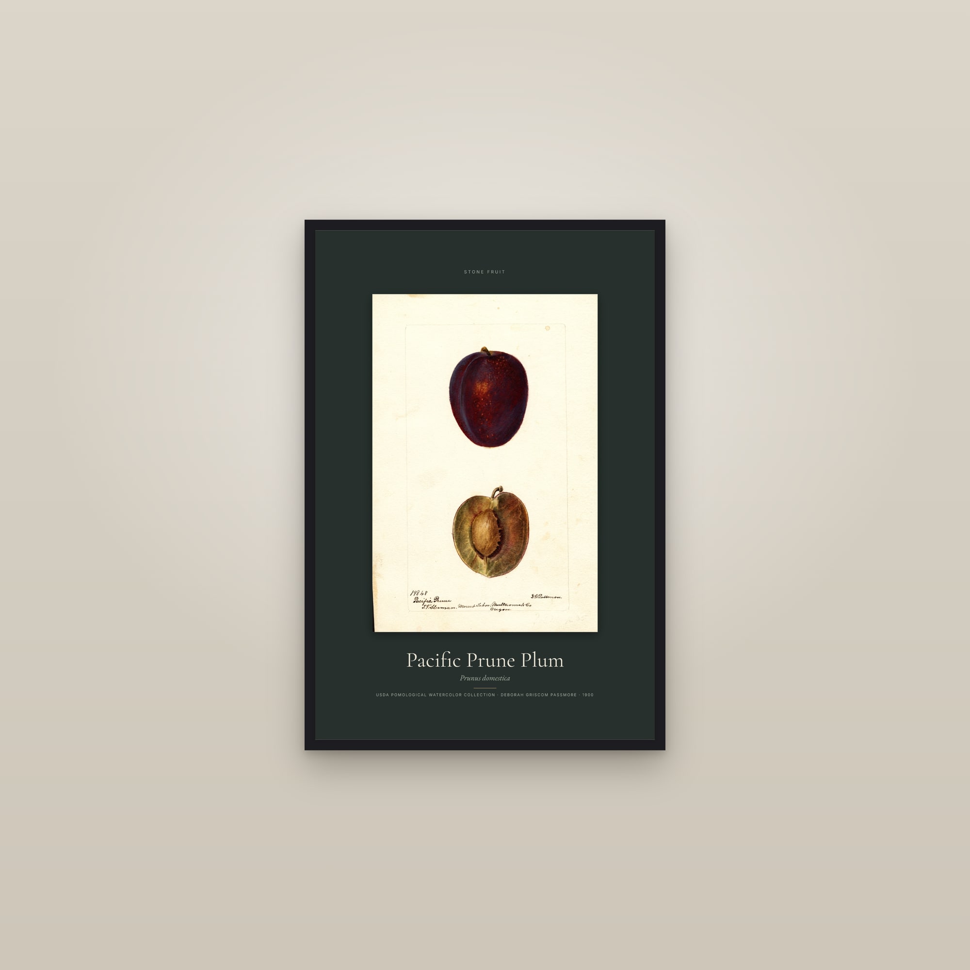 Pacific Prune Plum — Specimen — framed in a gallery setting