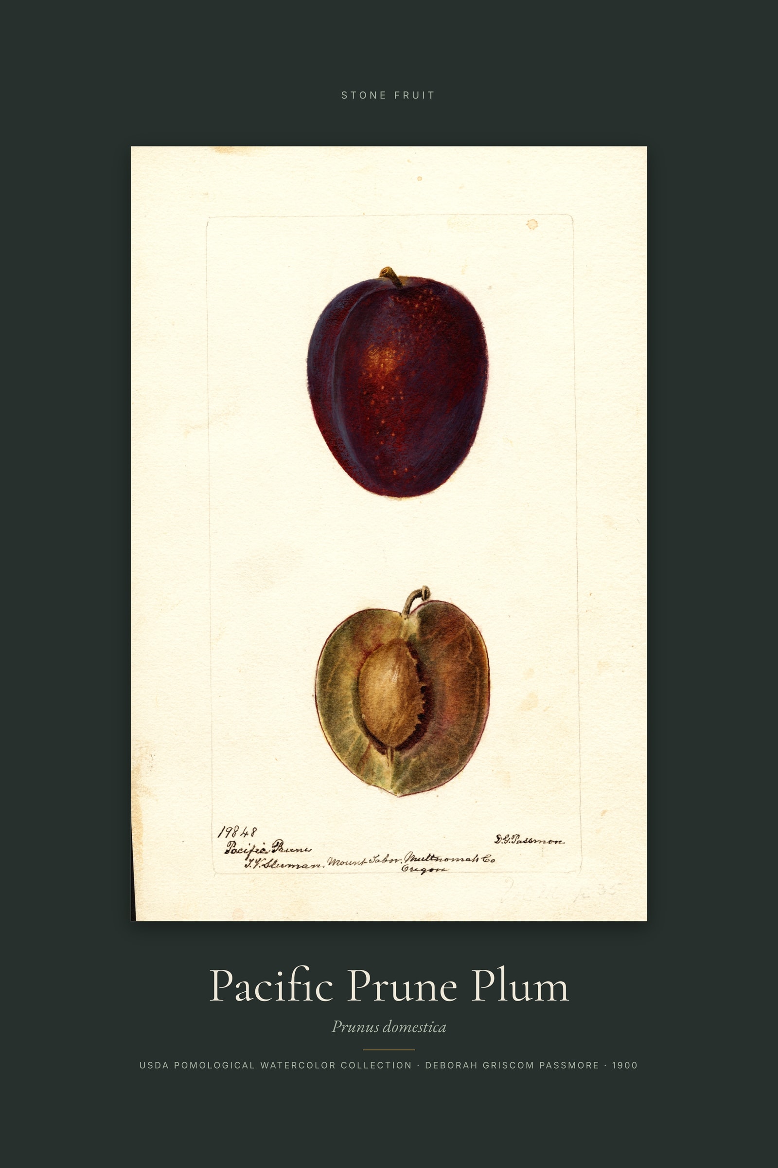 Pacific Prune Plum — Specimen