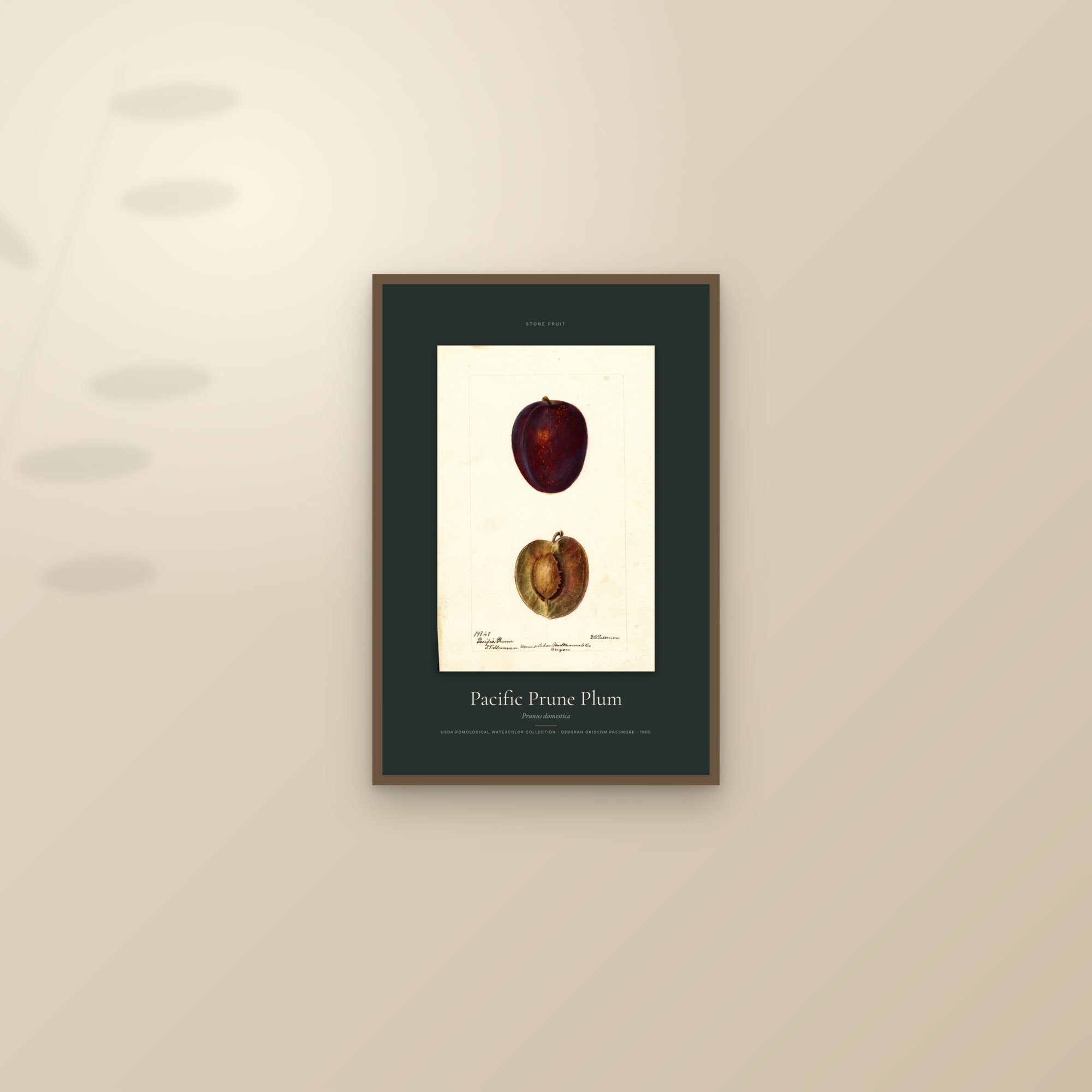 Pacific Prune Plum — Specimen — framed and styled on a sunlit wall