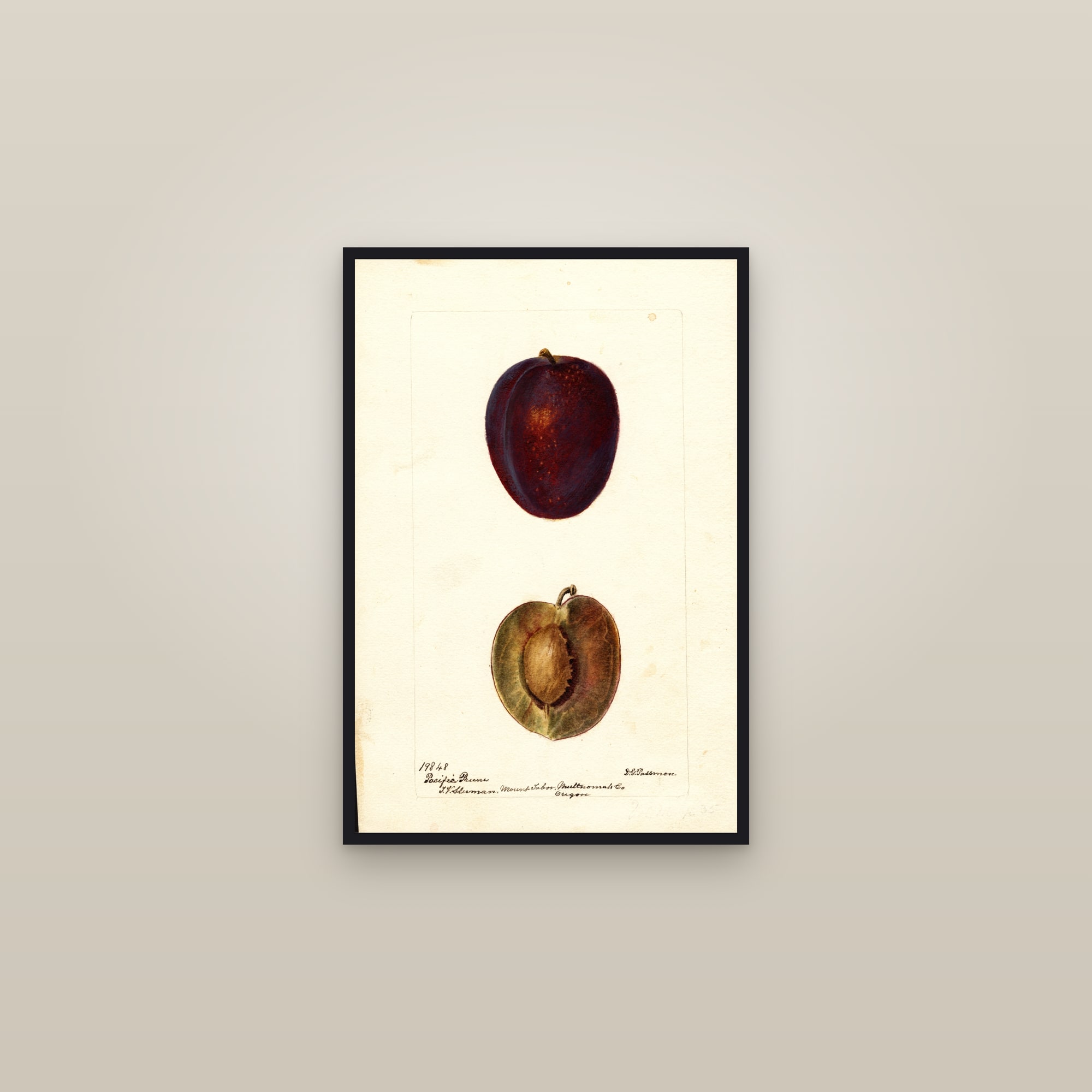 Pacific Prune Plum — framed in a gallery setting