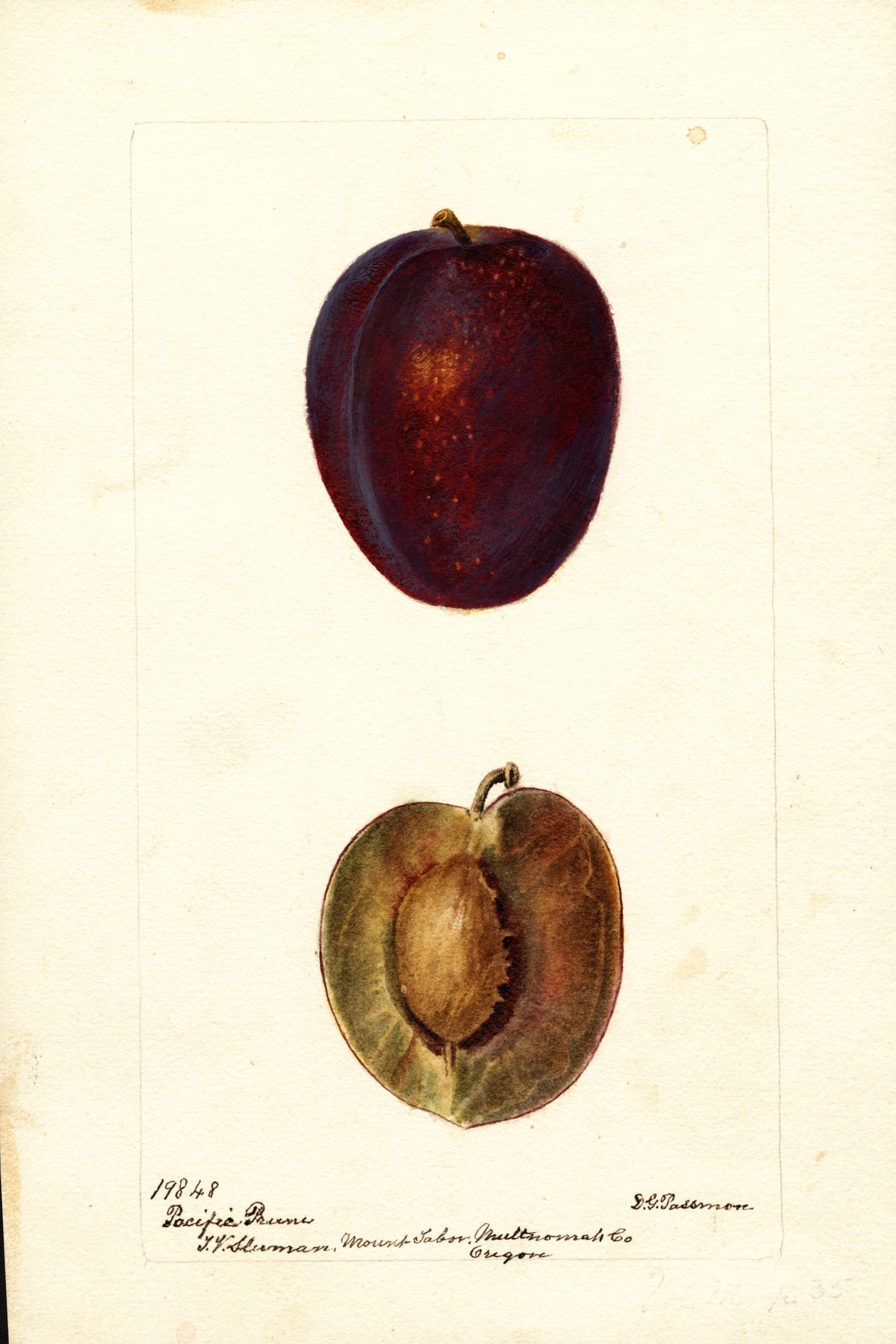 Pacific Prune Plum