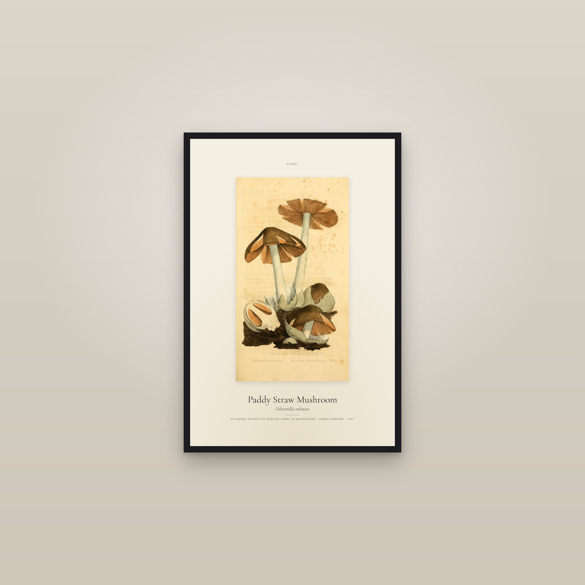 Paddy Straw Mushroom — Specimen — framed in a gallery setting