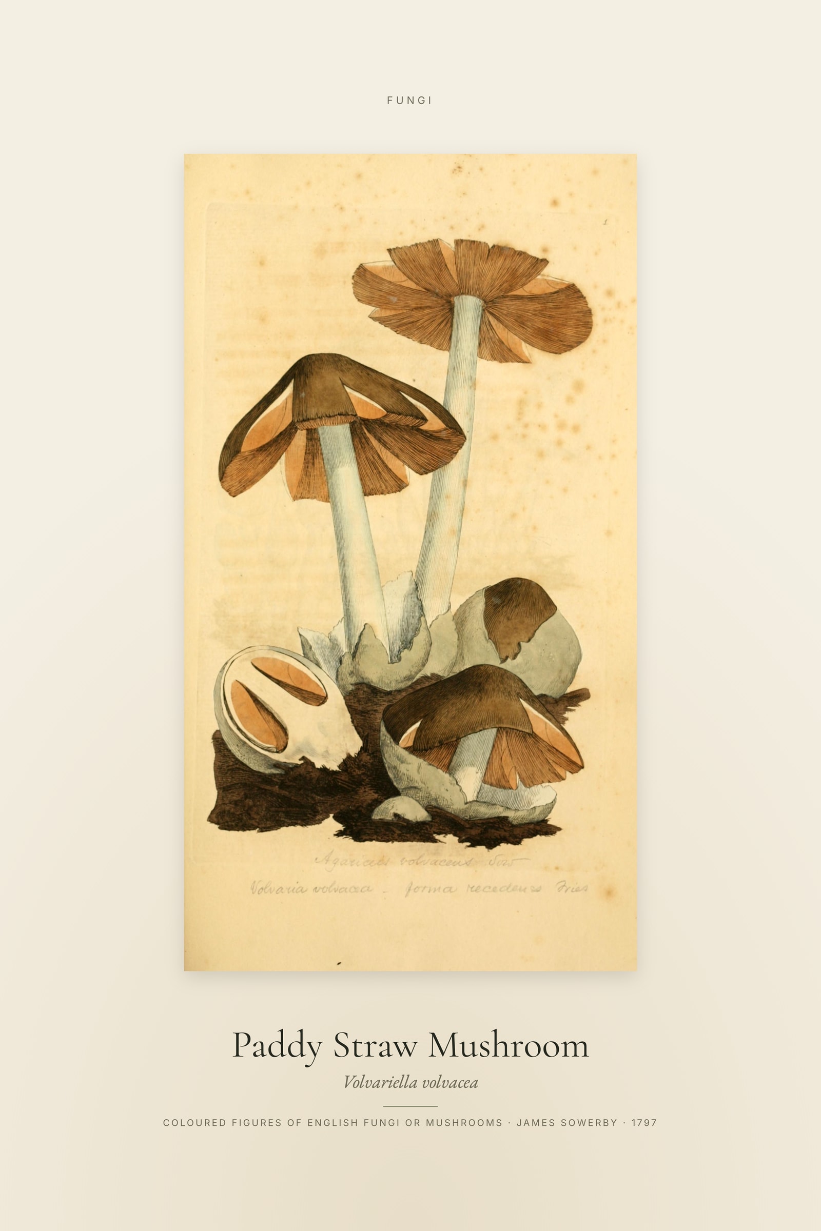Paddy Straw Mushroom — Specimen