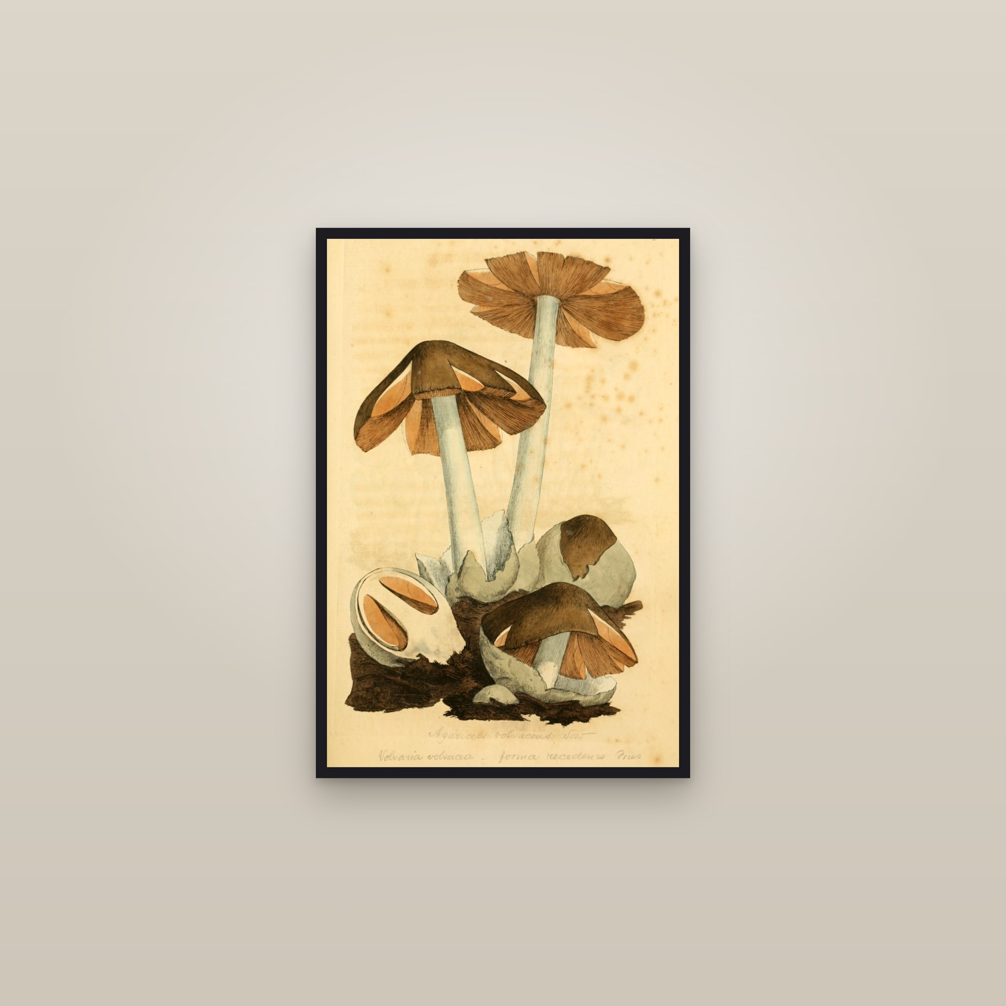Paddy Straw Mushroom — framed in a gallery setting