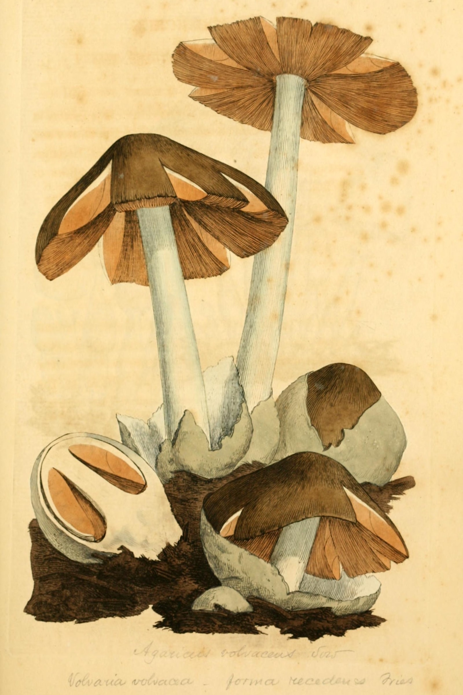 Paddy Straw Mushroom