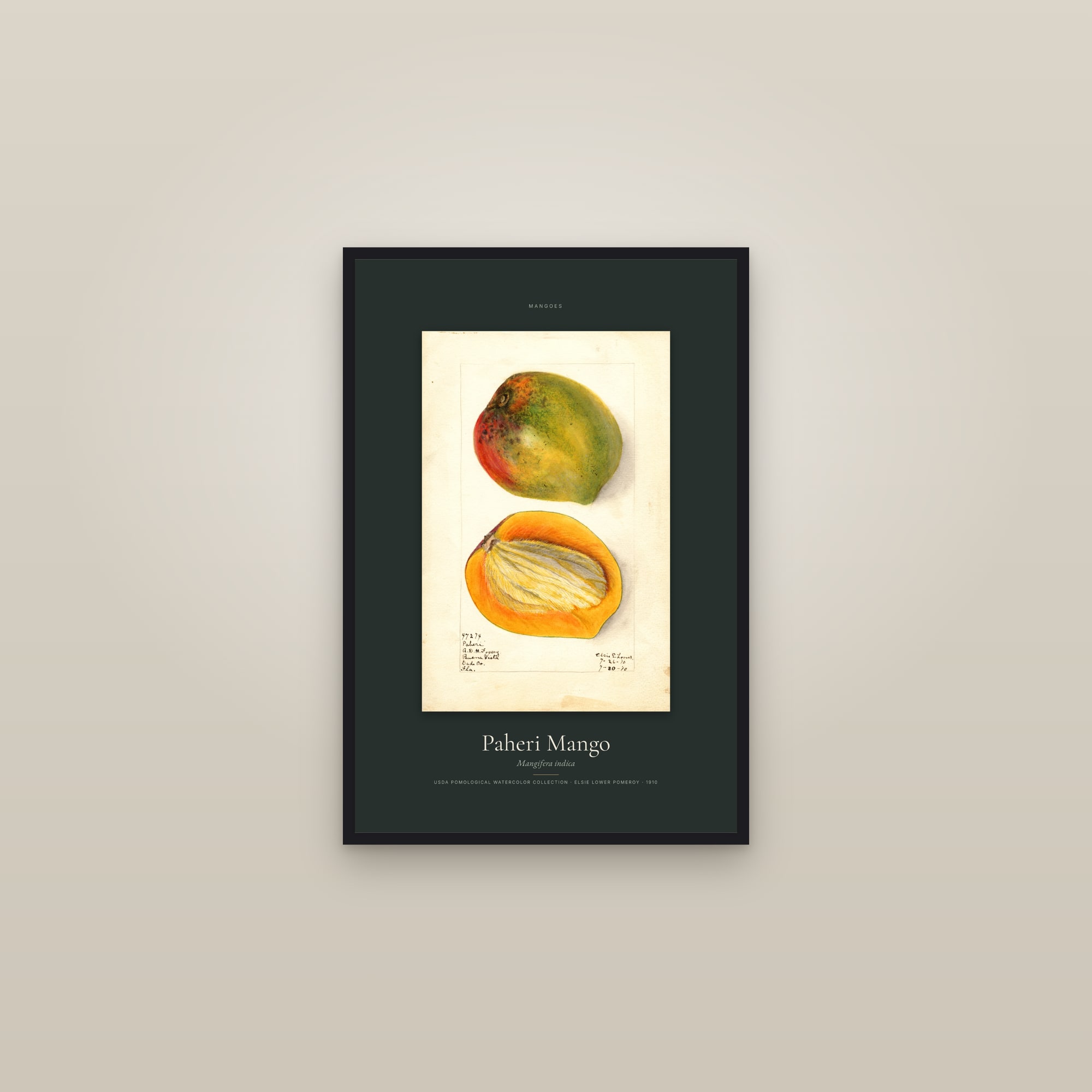 Paheri Mango — Specimen — framed in a gallery setting
