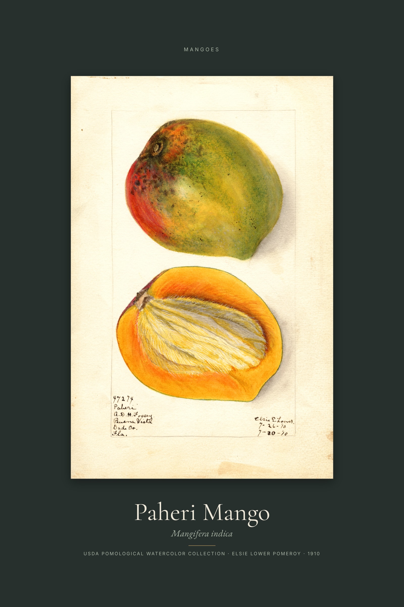 Paheri Mango — Specimen
