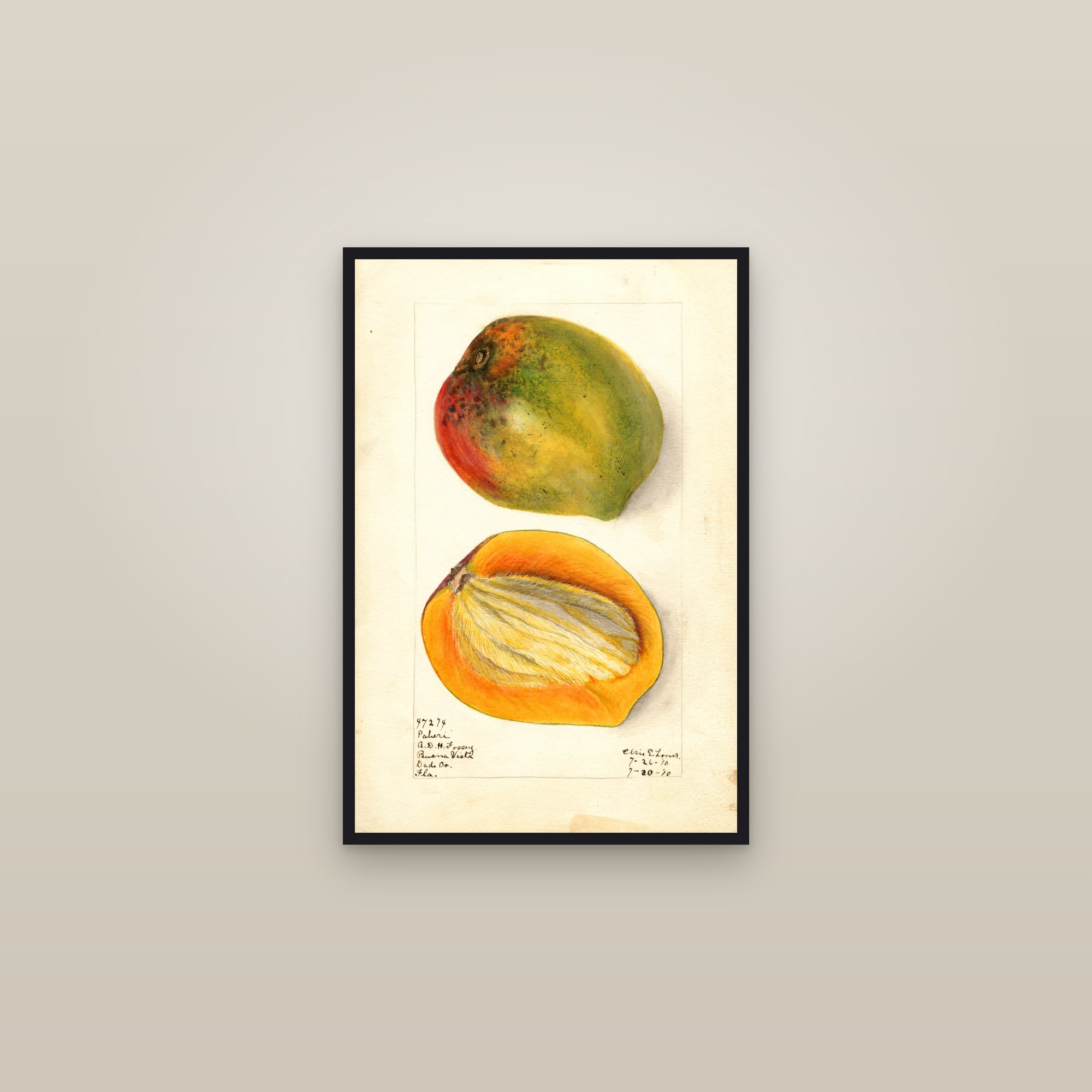 Paheri Mango — framed in a gallery setting