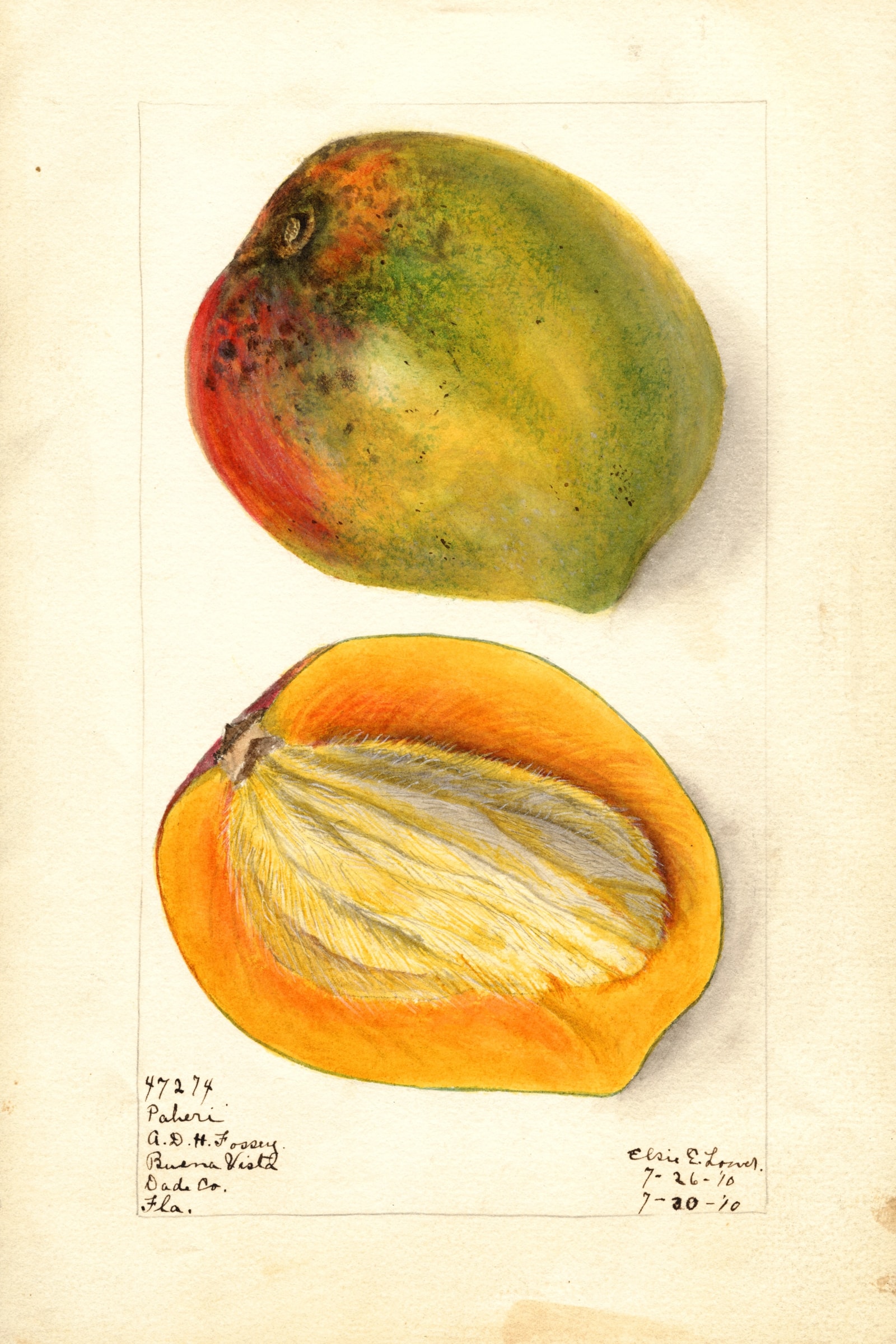 Paheri Mango