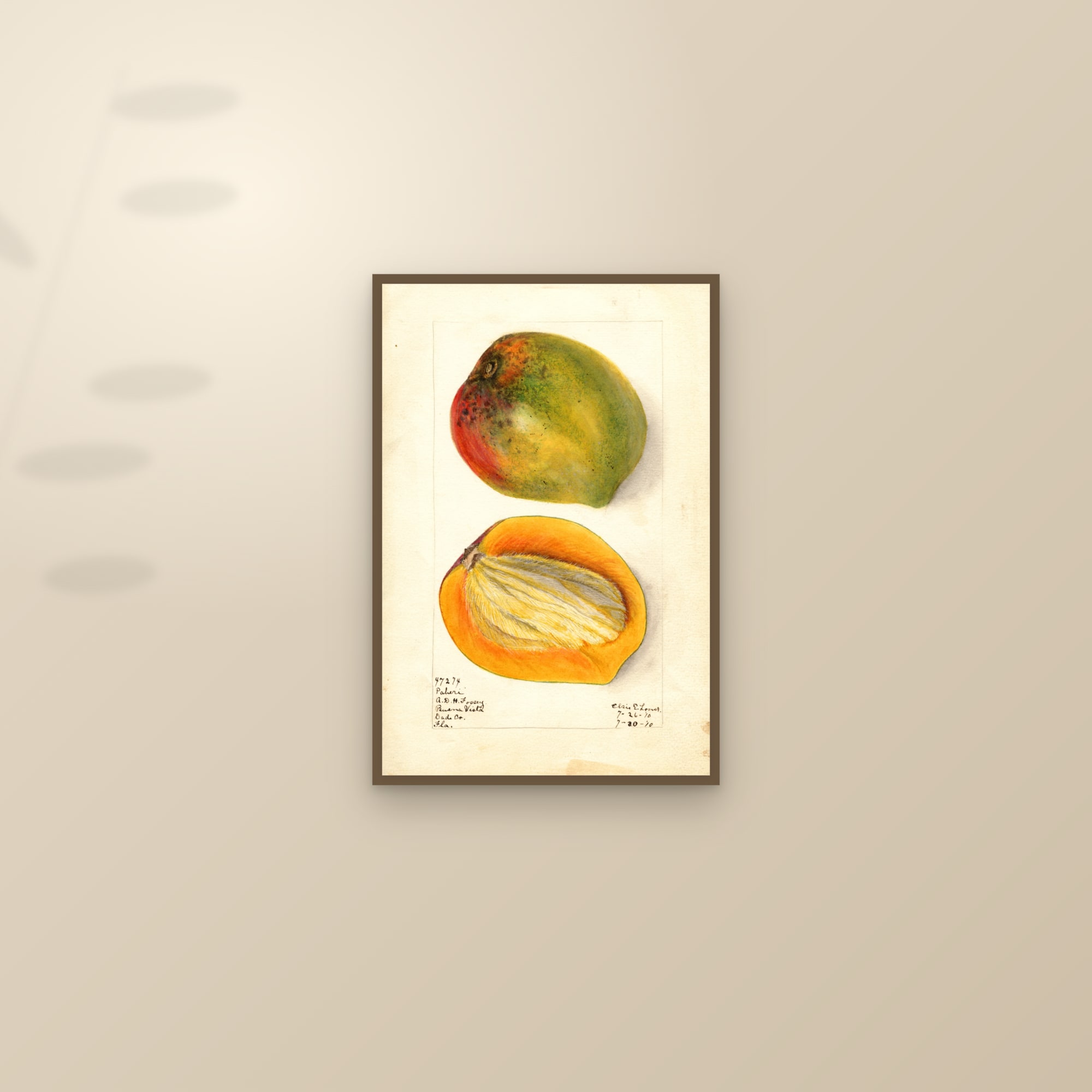 Paheri Mango — framed and styled on a sunlit wall