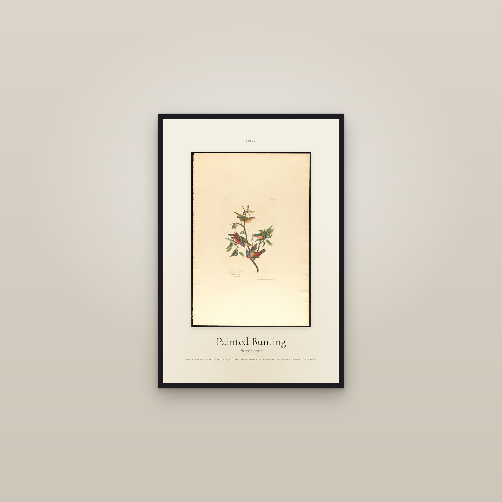 Painted Bunting — Specimen — framed in a gallery setting