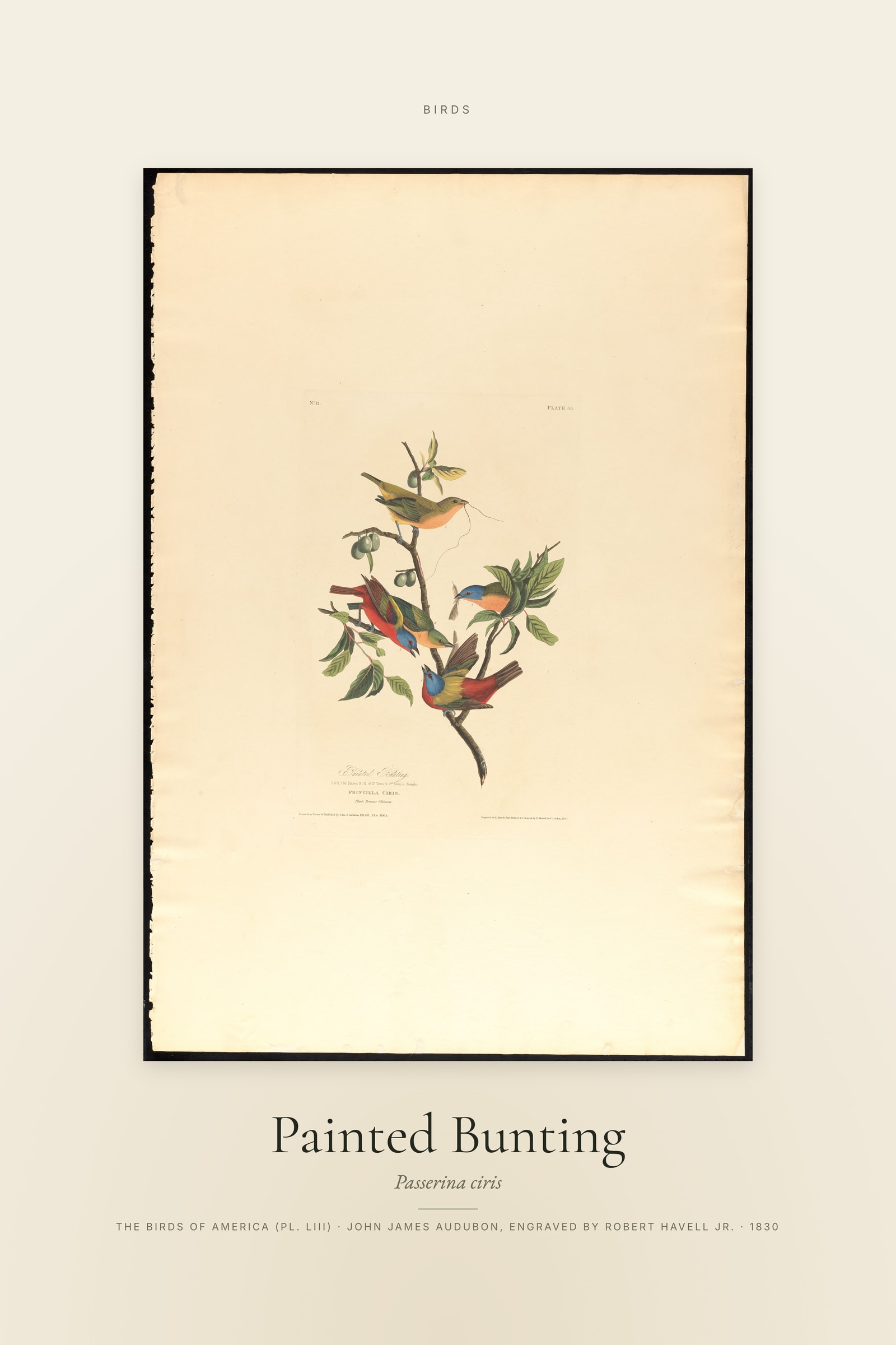 Painted Bunting — Specimen