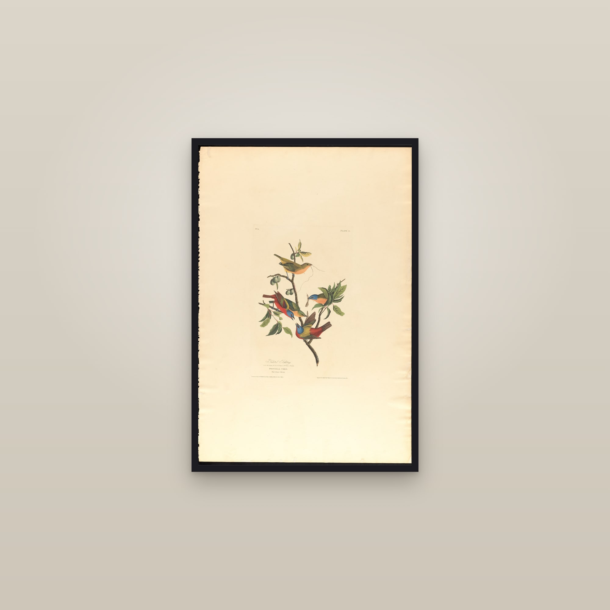 Painted Bunting — framed in a gallery setting