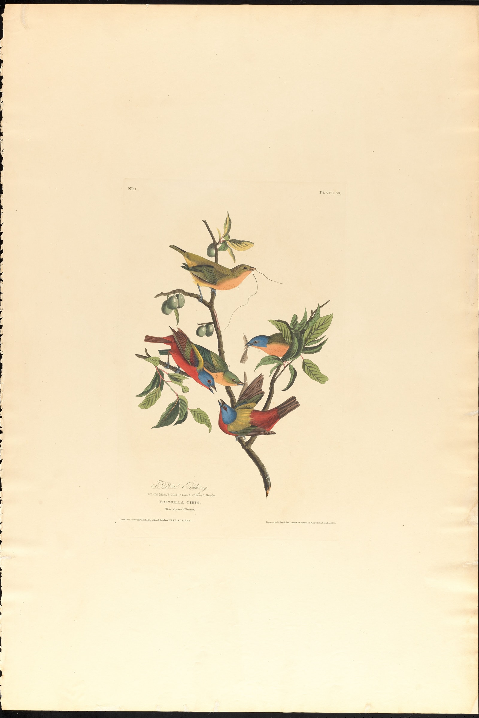 Framed painted bunting bird print