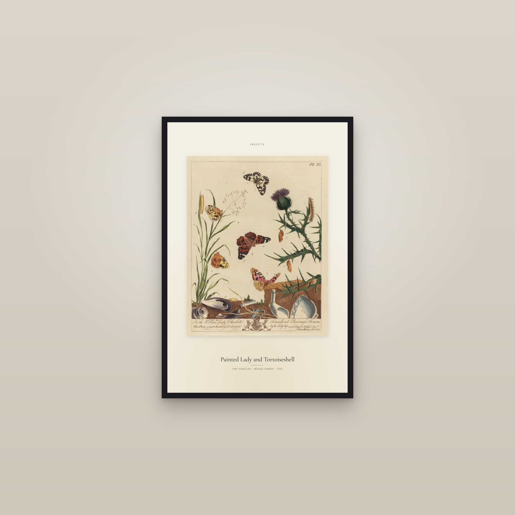 Painted Lady and Tortoiseshell — Specimen — framed in a gallery setting