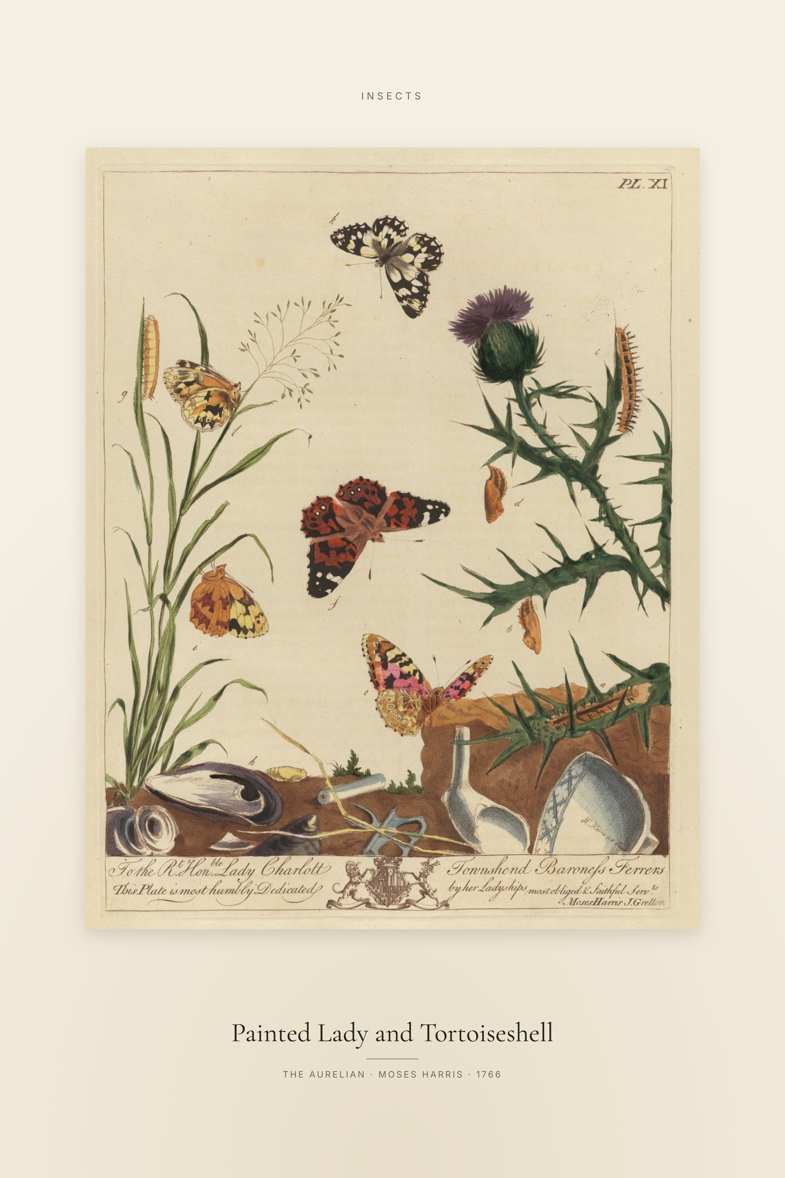 Painted Lady and Tortoiseshell — Specimen