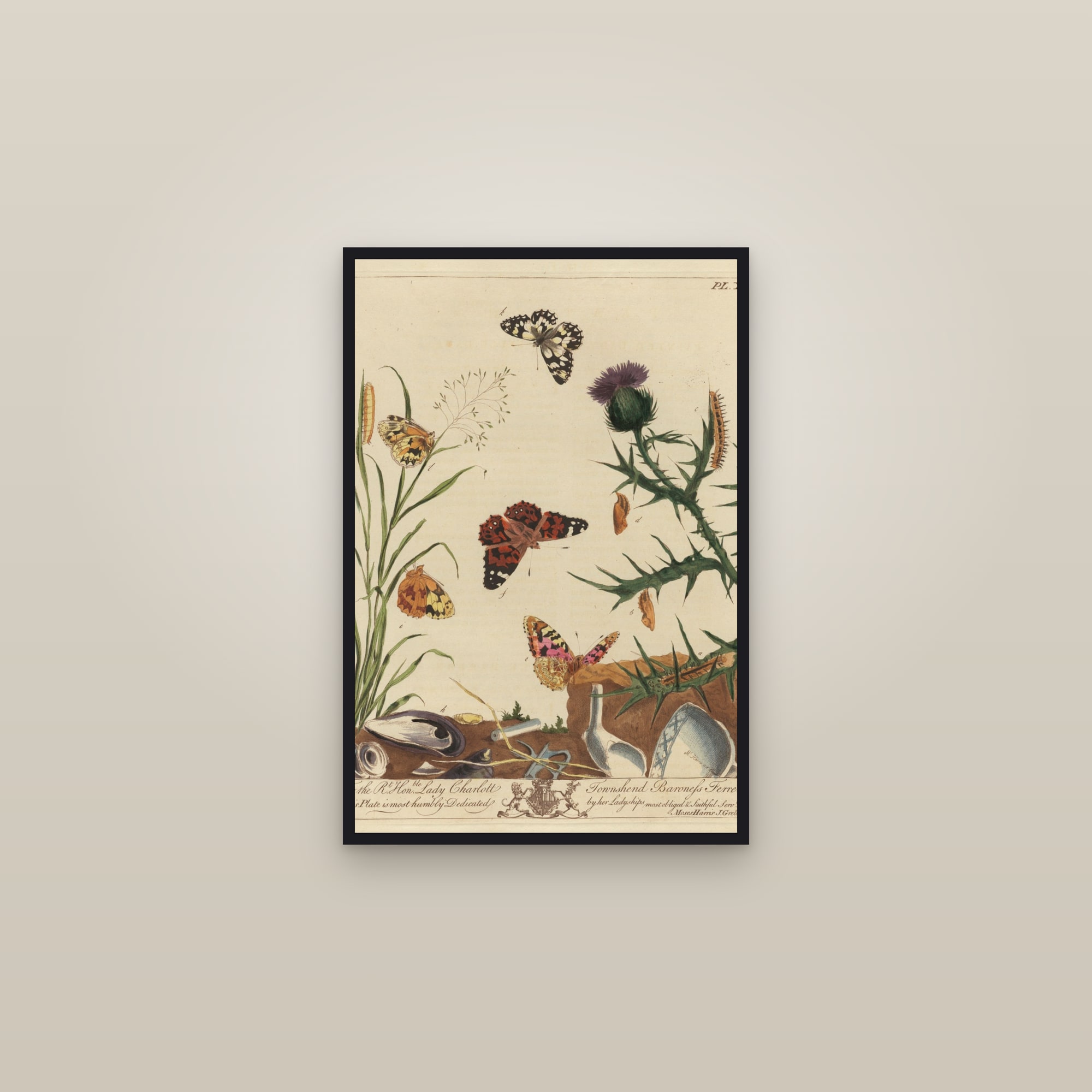 Painted Lady and Tortoiseshell — framed in a gallery setting