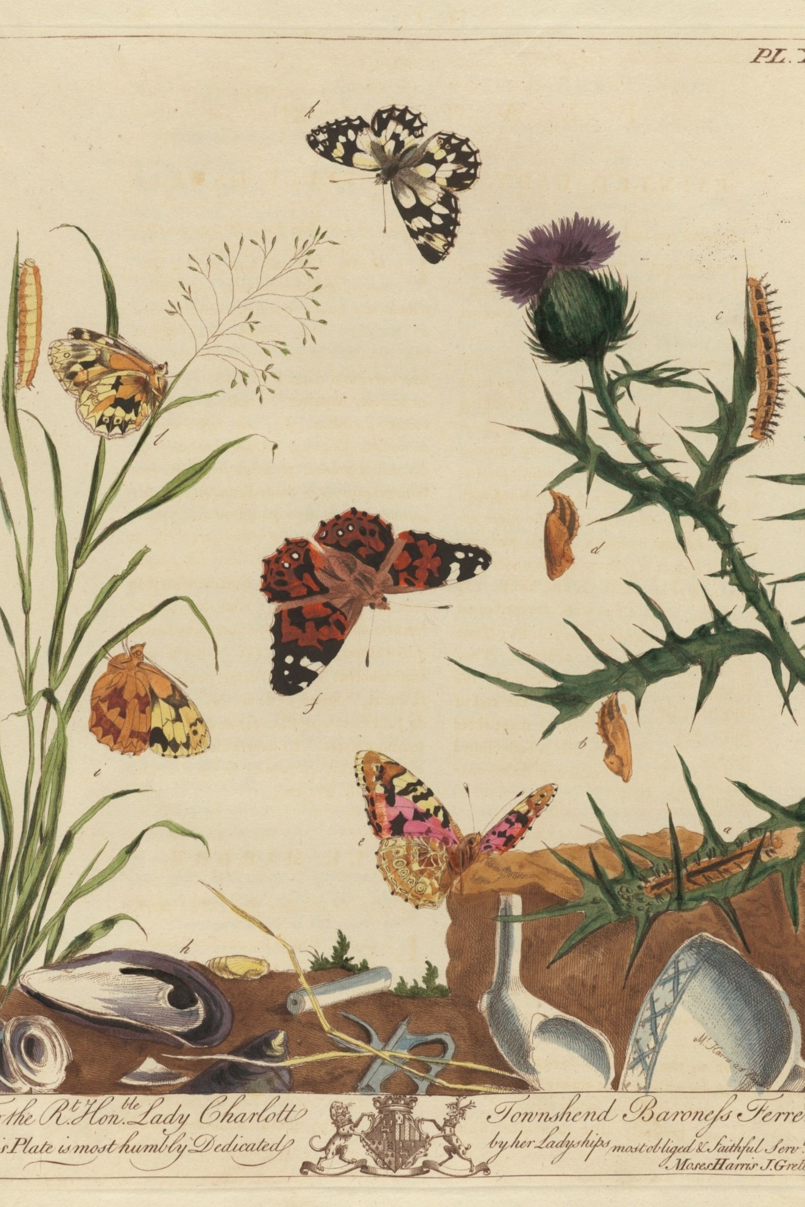 Painted Lady and Tortoiseshell