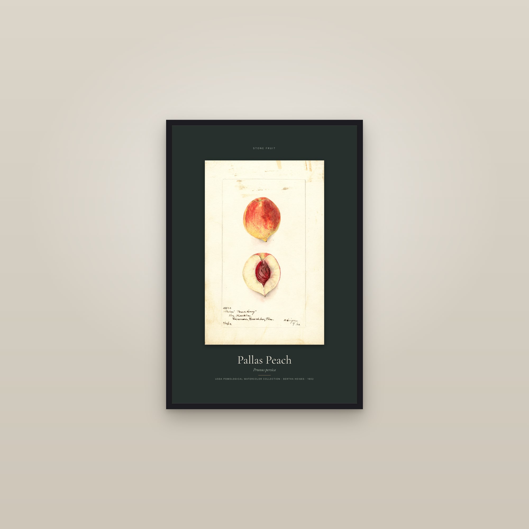 Pallas Peach — Specimen — framed in a gallery setting