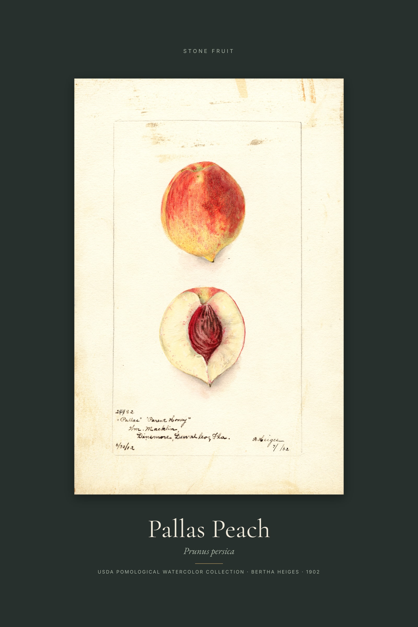 Pallas Peach — Specimen