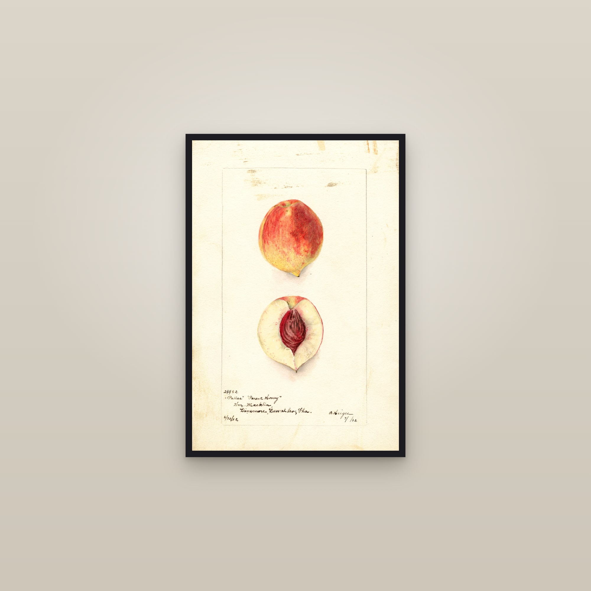Pallas Peach — framed in a gallery setting