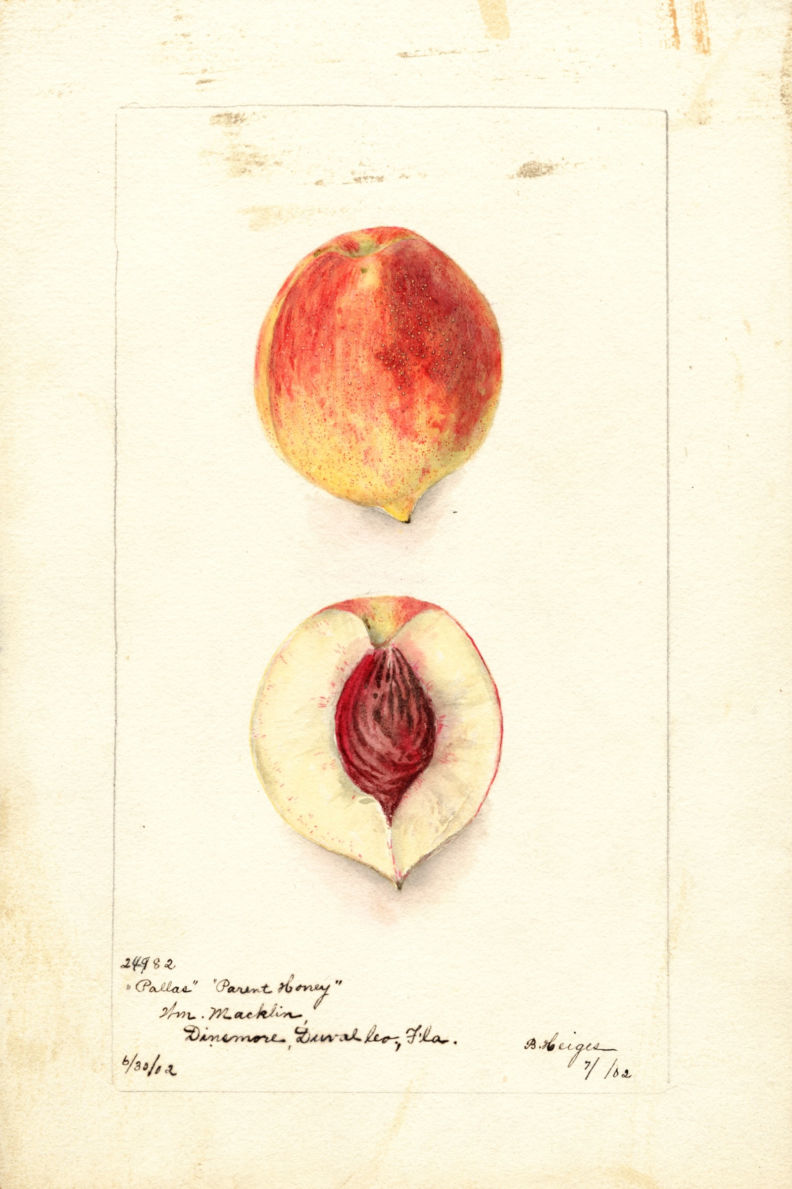 Pallas Peach