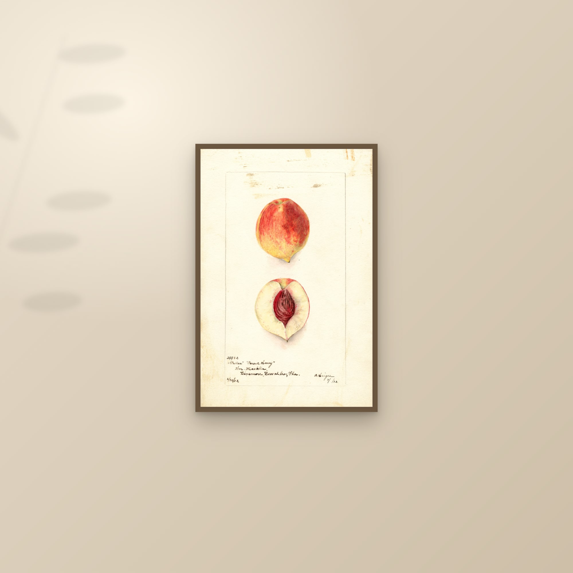 Pallas Peach — framed and styled on a sunlit wall