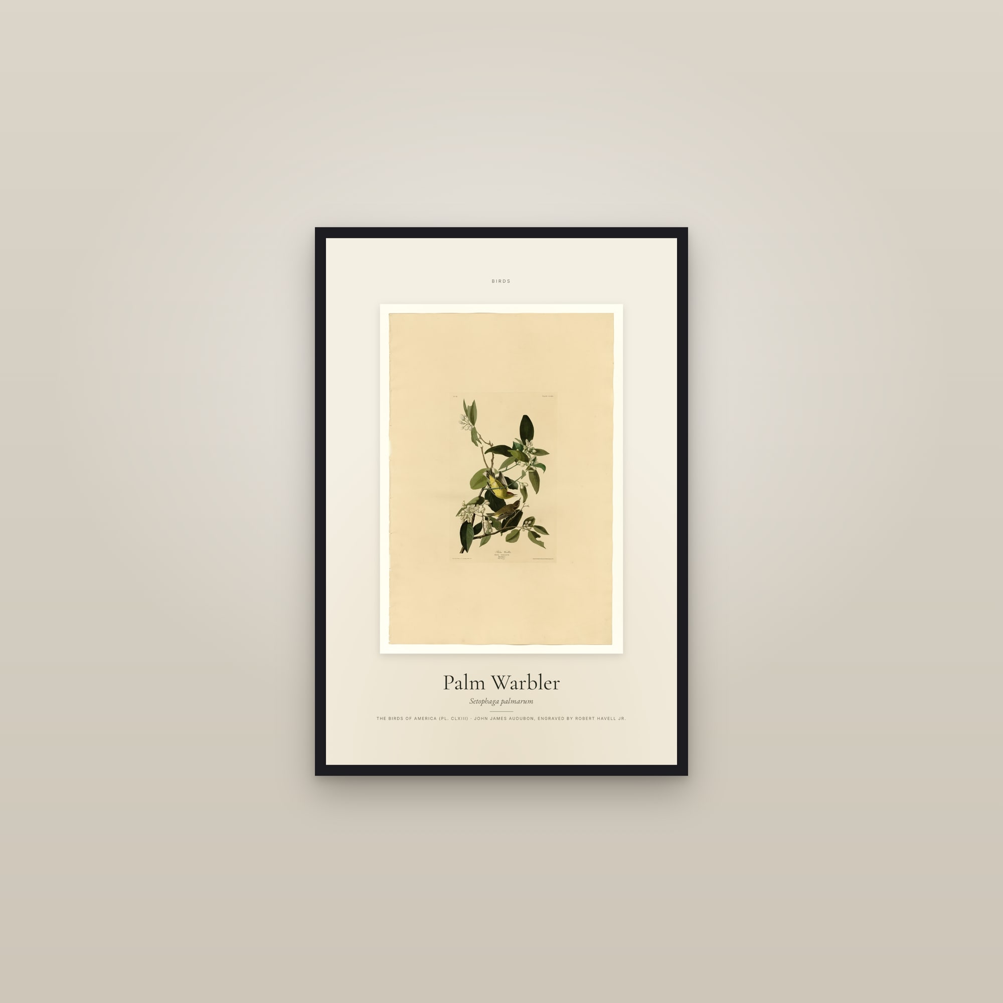 Palm Warbler — Specimen — framed in a gallery setting