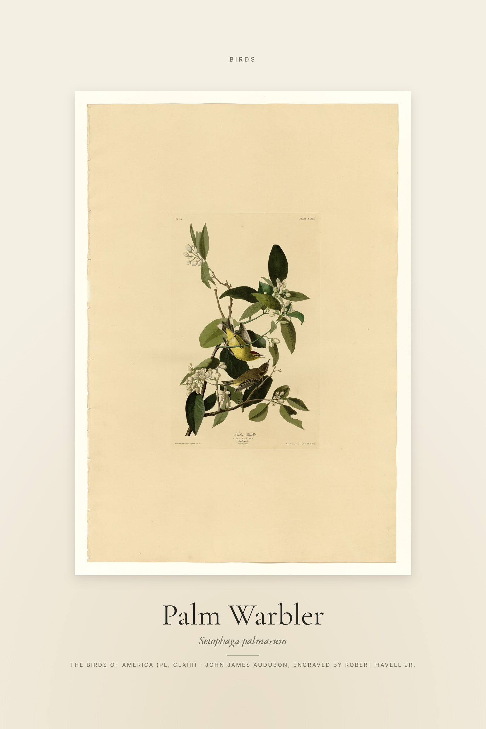 Palm Warbler — Specimen