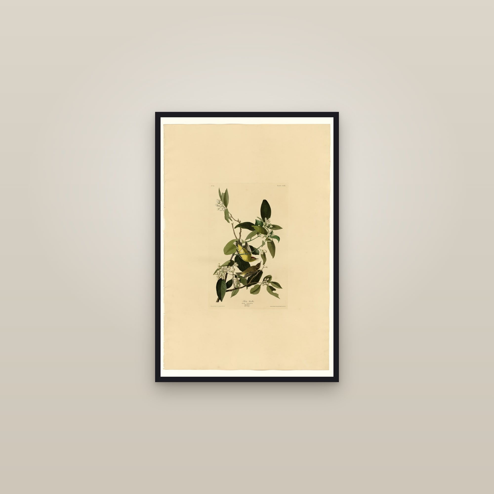 Palm Warbler — framed in a gallery setting