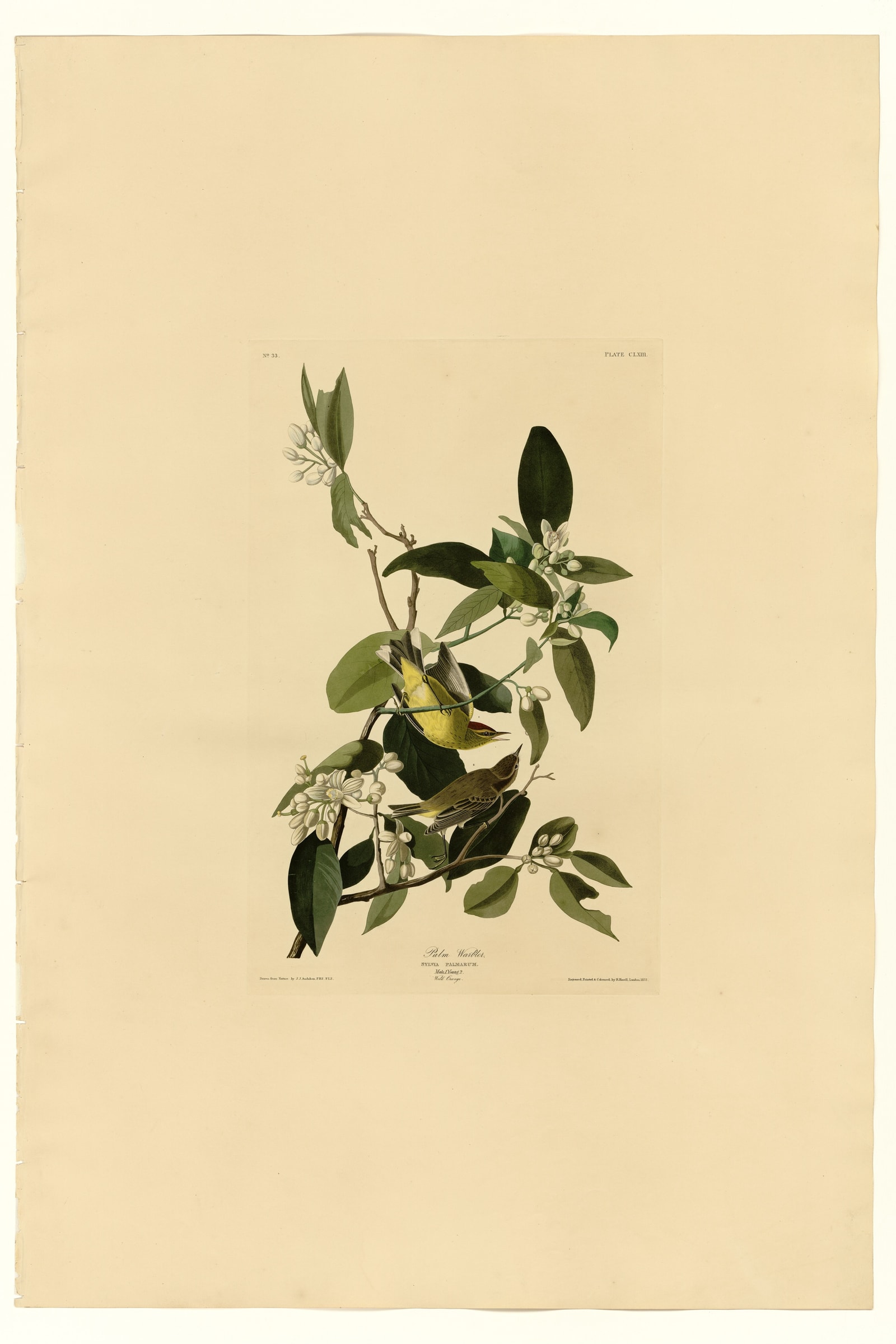 Palm Warbler