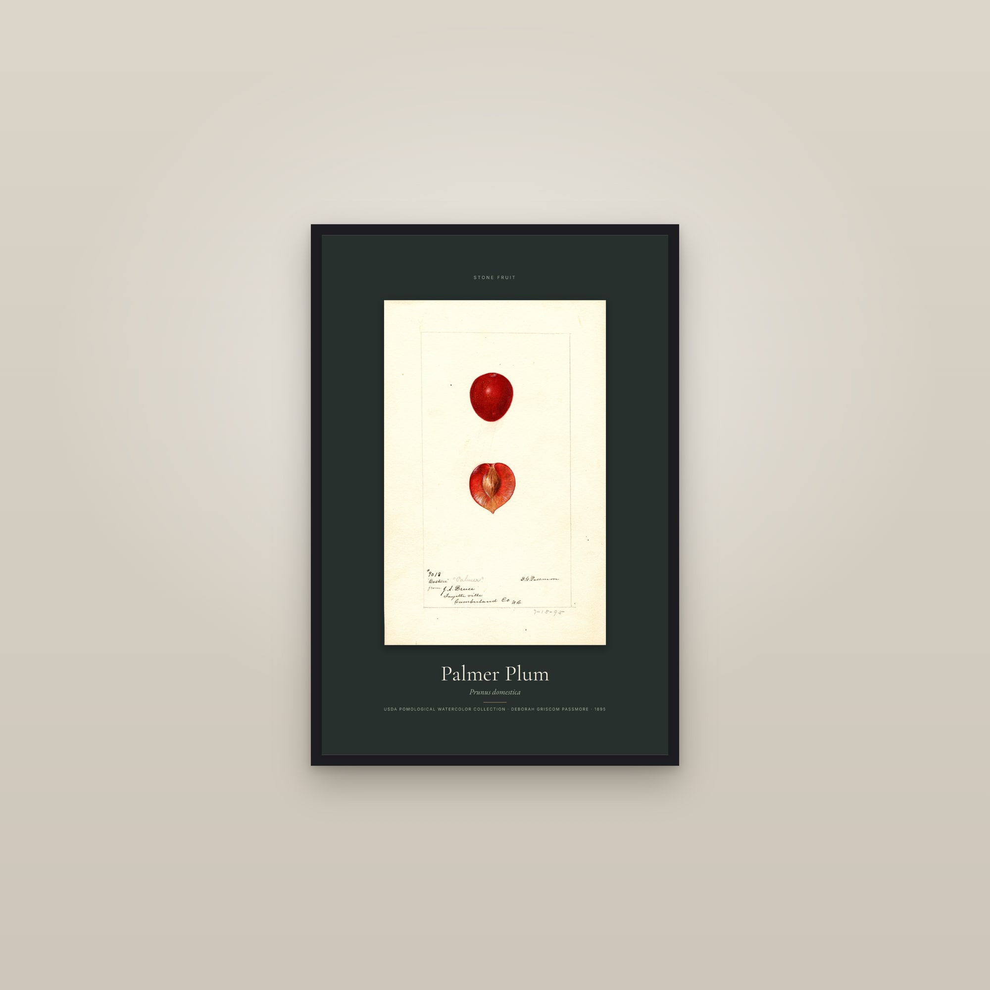 Palmer Plum — Specimen — framed in a gallery setting