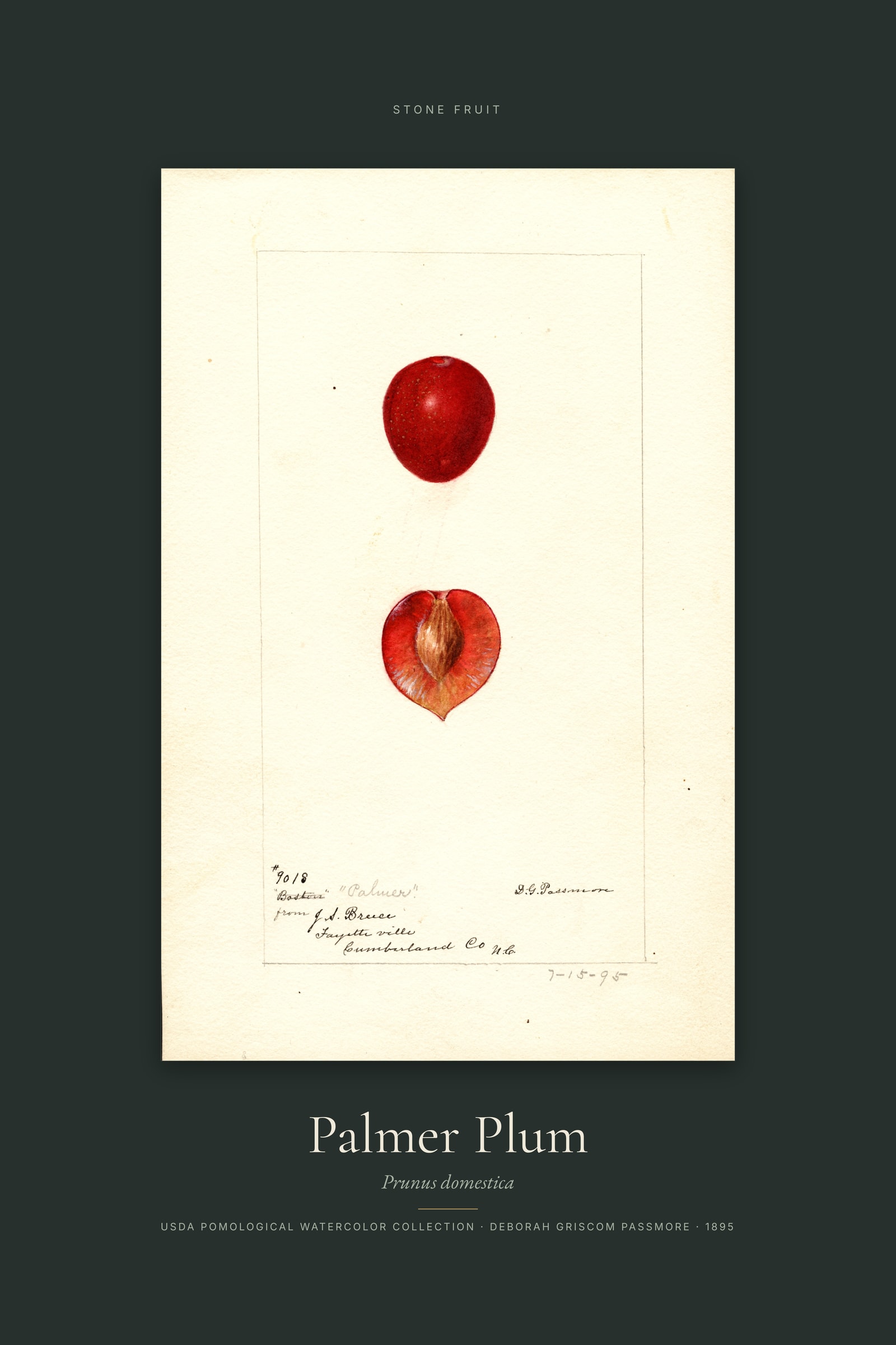 Palmer Plum — Specimen