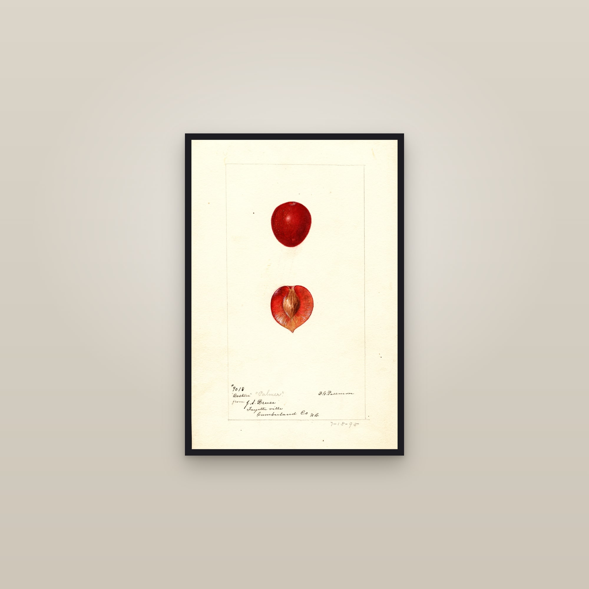 Palmer Plum — framed in a gallery setting