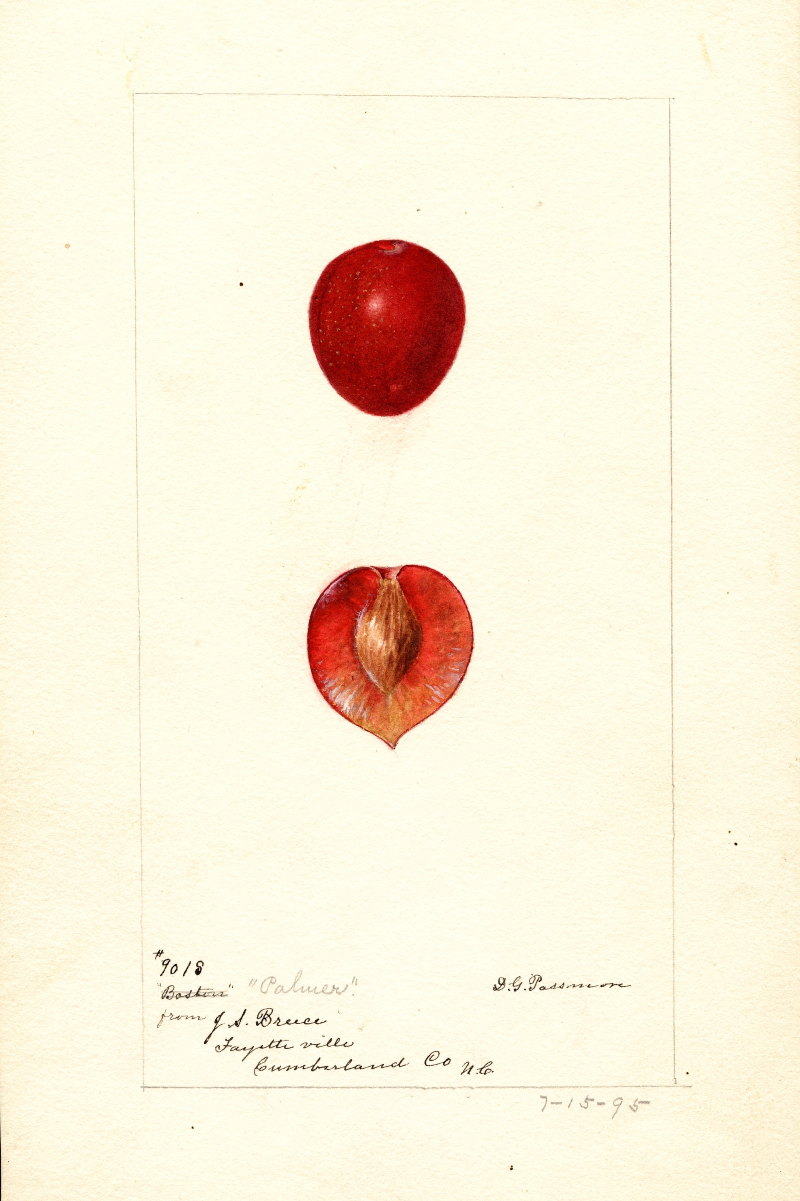 Palmer Plum
