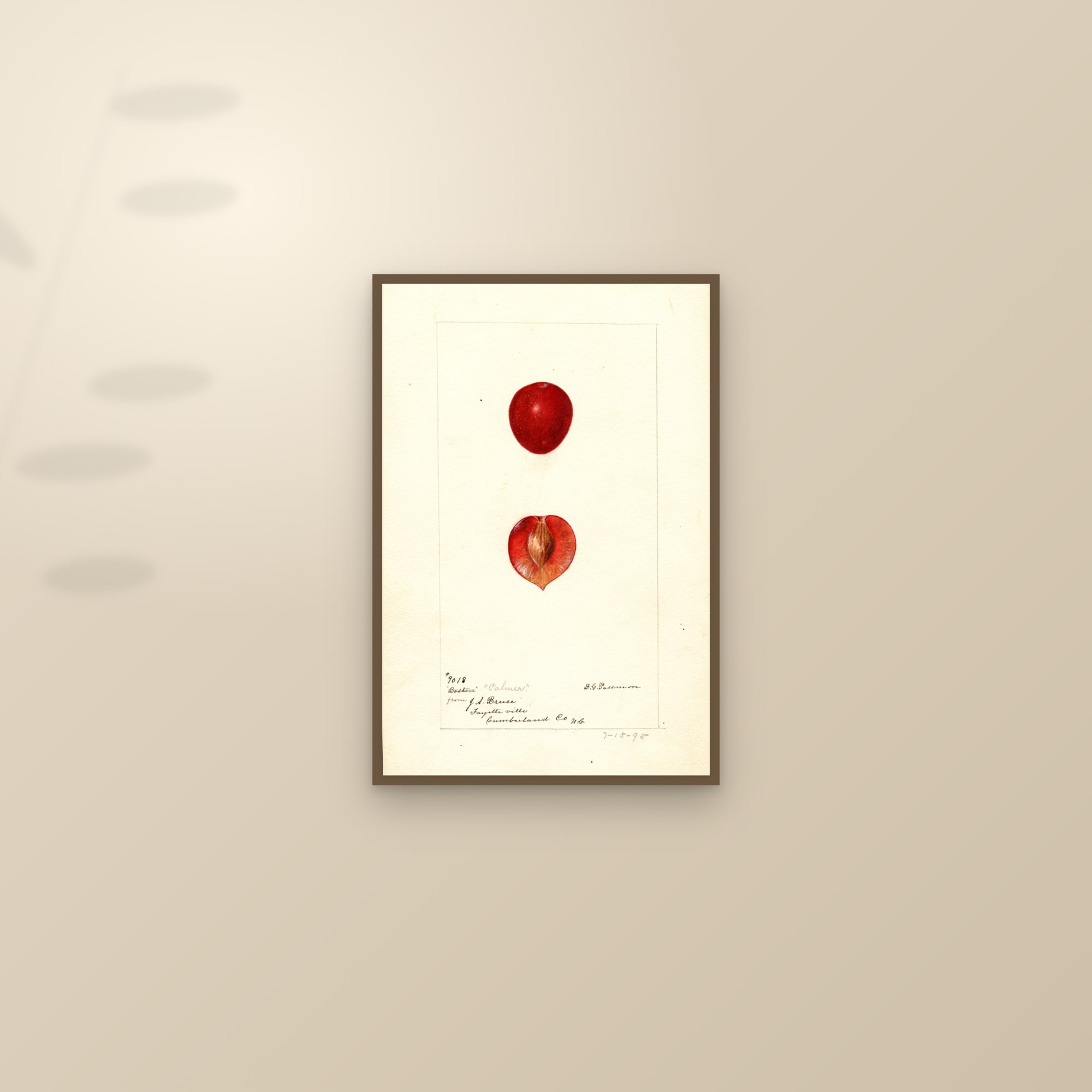 Palmer Plum — framed and styled on a sunlit wall