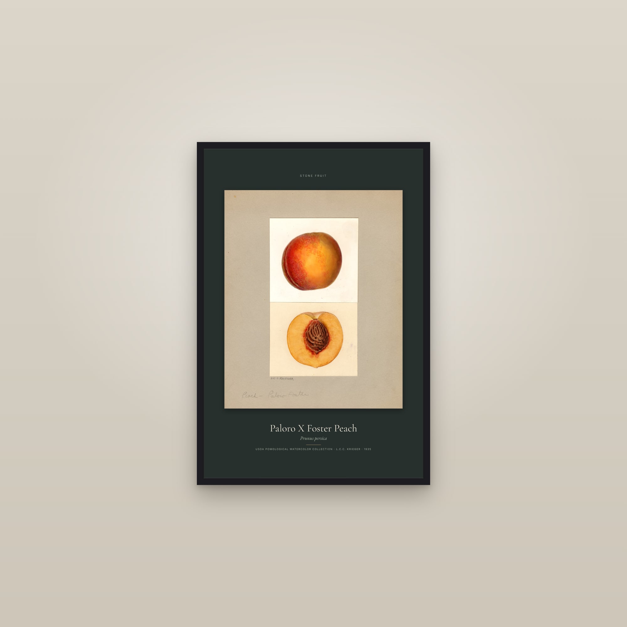 Paloro X Foster Peach — Specimen — framed in a gallery setting