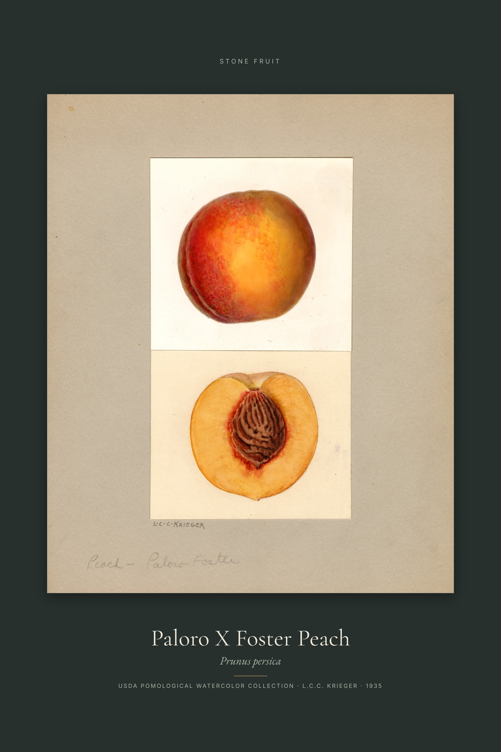 Paloro X Foster Peach — Specimen