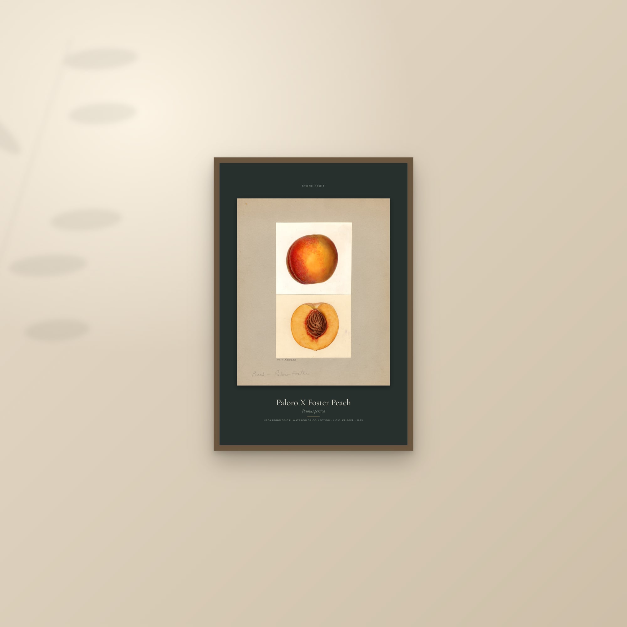 Paloro X Foster Peach — Specimen — framed and styled on a sunlit wall