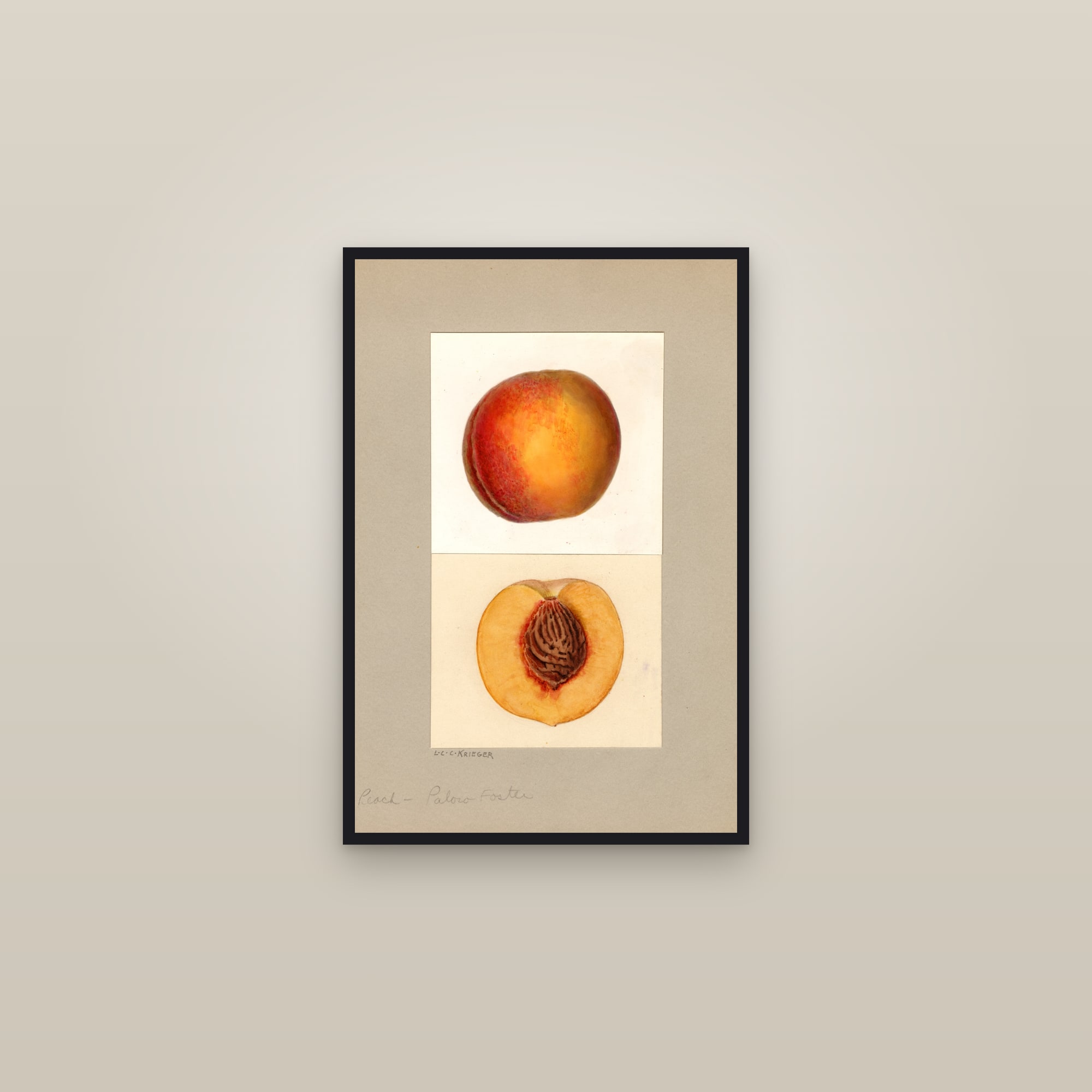 Paloro X Foster Peach — framed in a gallery setting