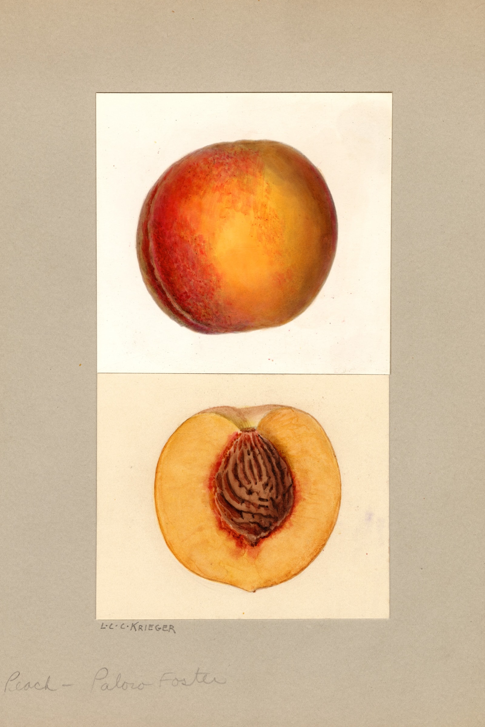 Paloro X Foster Peach